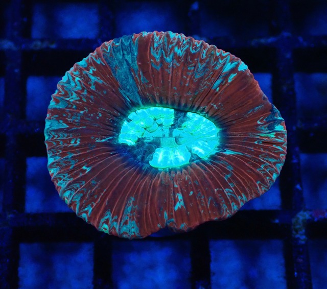 Trachyphyllia 5"