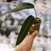 Anthurium wendlingeri⑤ / アンスリウム・ウェンドリンゲリ│観葉植物
