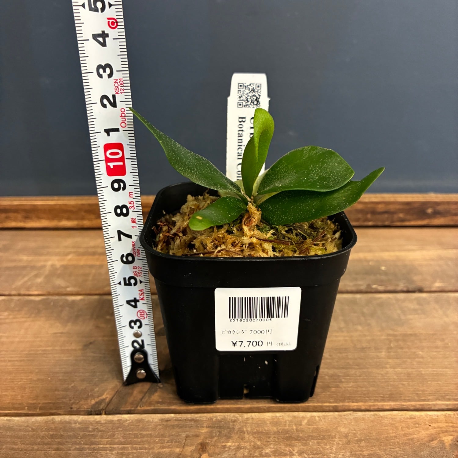 植物 P. Blue ocean Sporeling From Create Plants （ブルーオーシャン