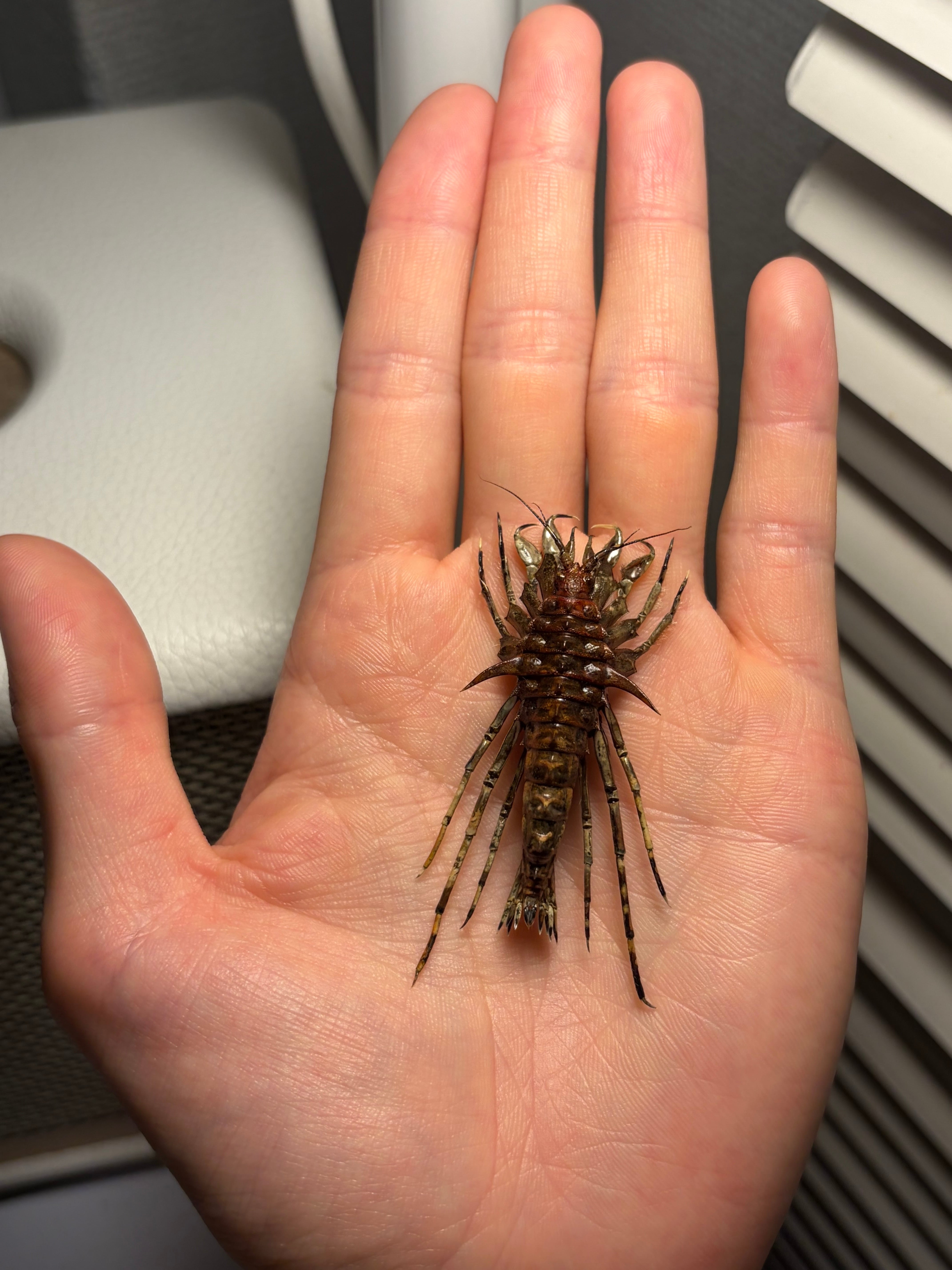 ダークカラーのバイカルヨコエビ 標本 ムカデヤスデセンチピードサソリ
