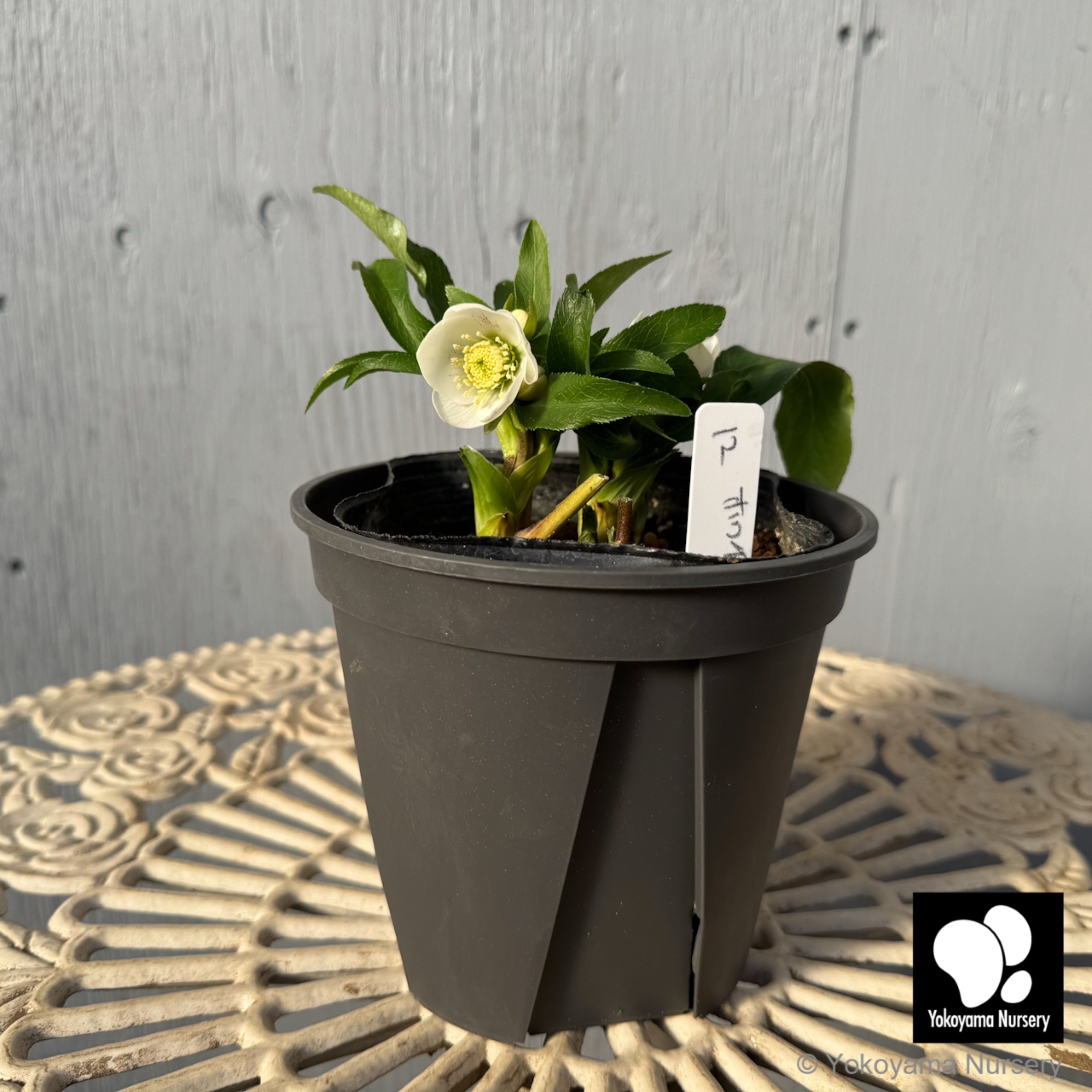 抽選販売】［12］ クリスマスローズ プチドール ホワイト スポット 4.5