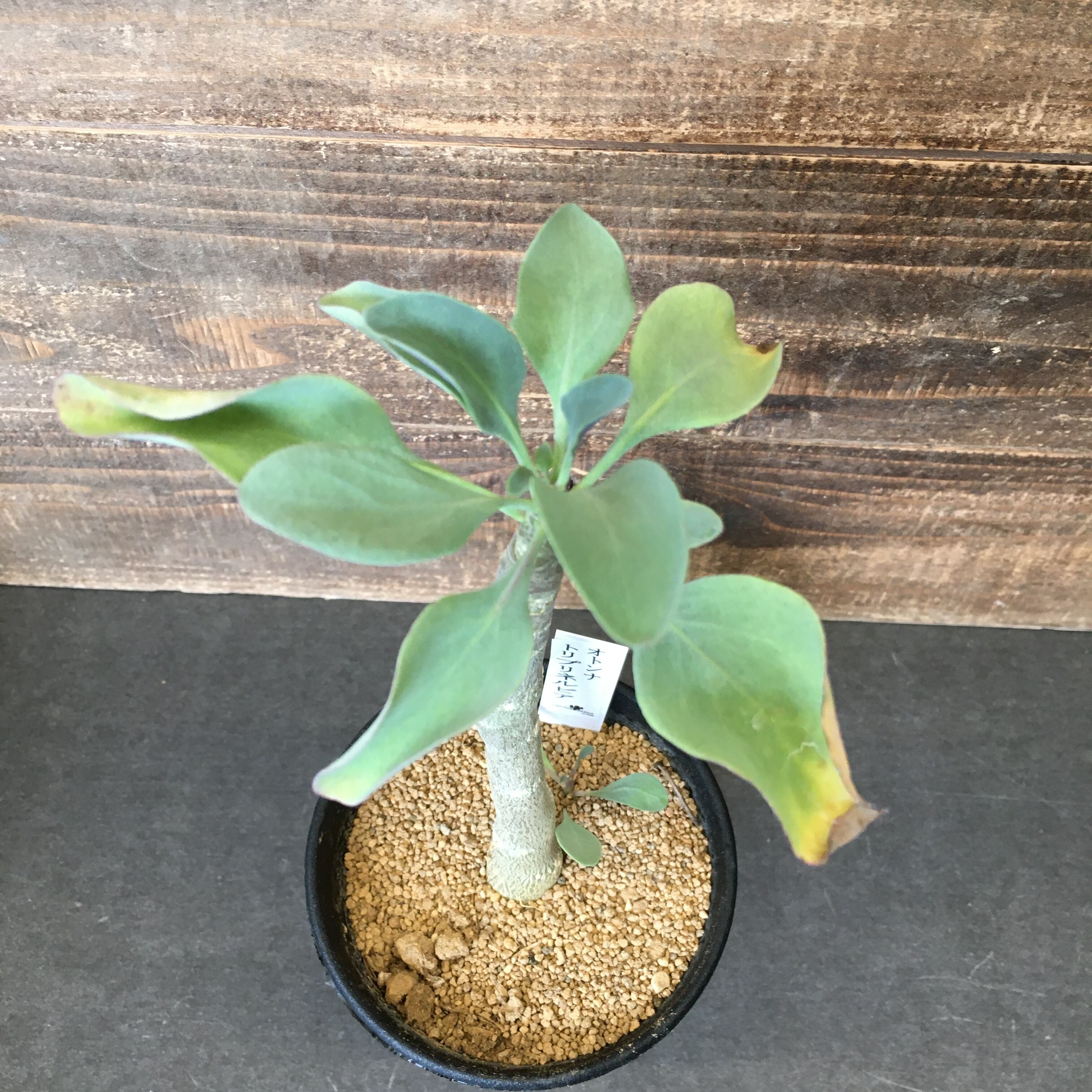 オトンナ トリプリネルビア 実生 Protoleaf プロトリーフ