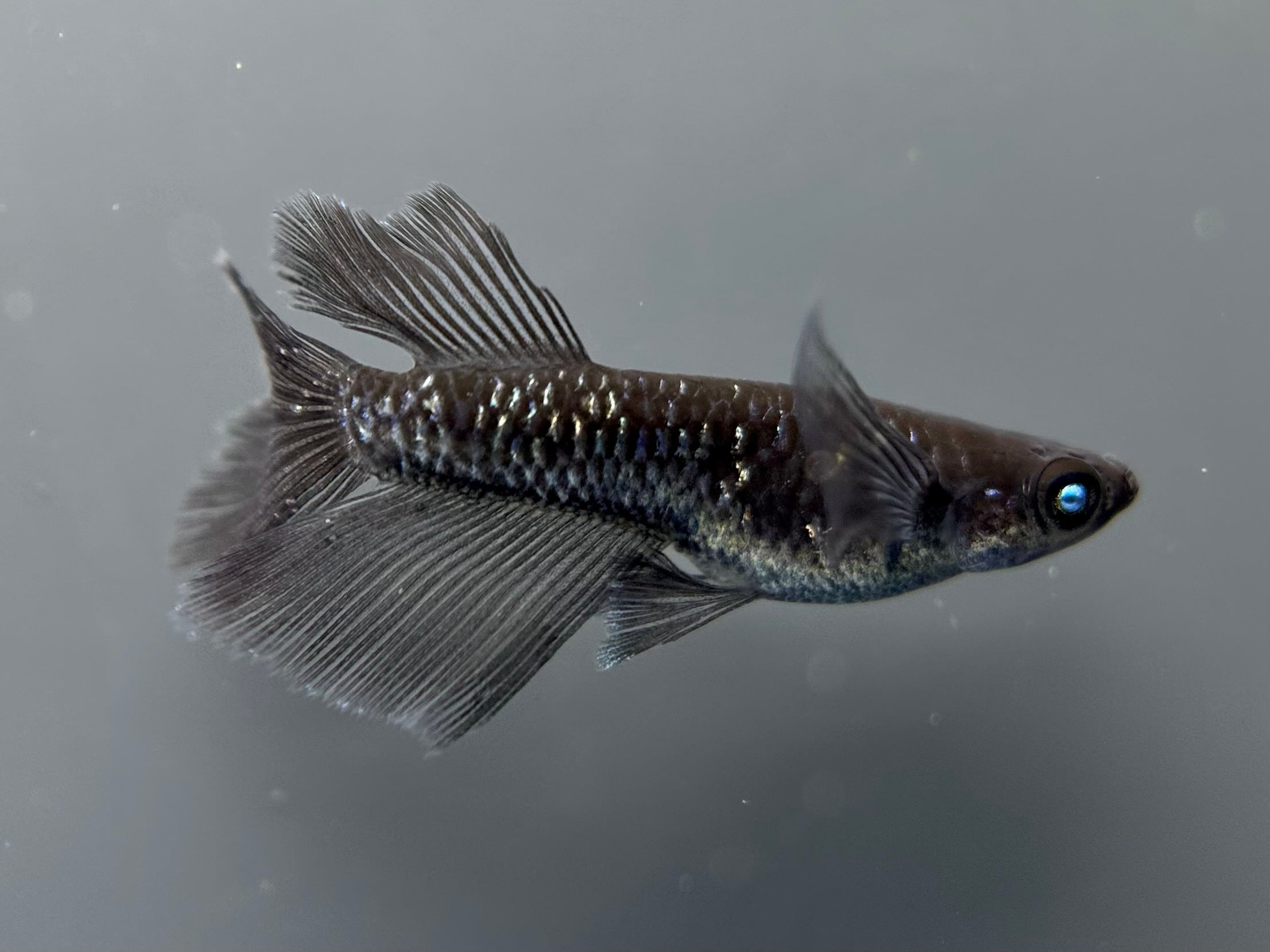 生体販売 | 目高工房江戸