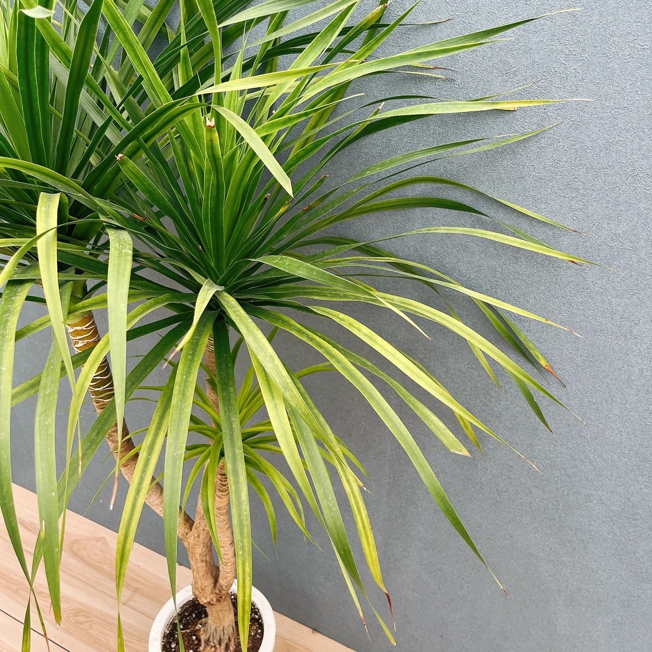 現品］【希少】81番 ドラセナ カンボジアーナ 8号 観葉植物 レア 室内