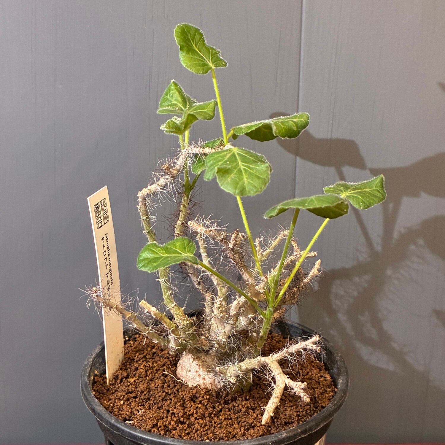 新着3日限定10%OFF】ヤトロファ マルギナータ【753】 | PROTOLEAF