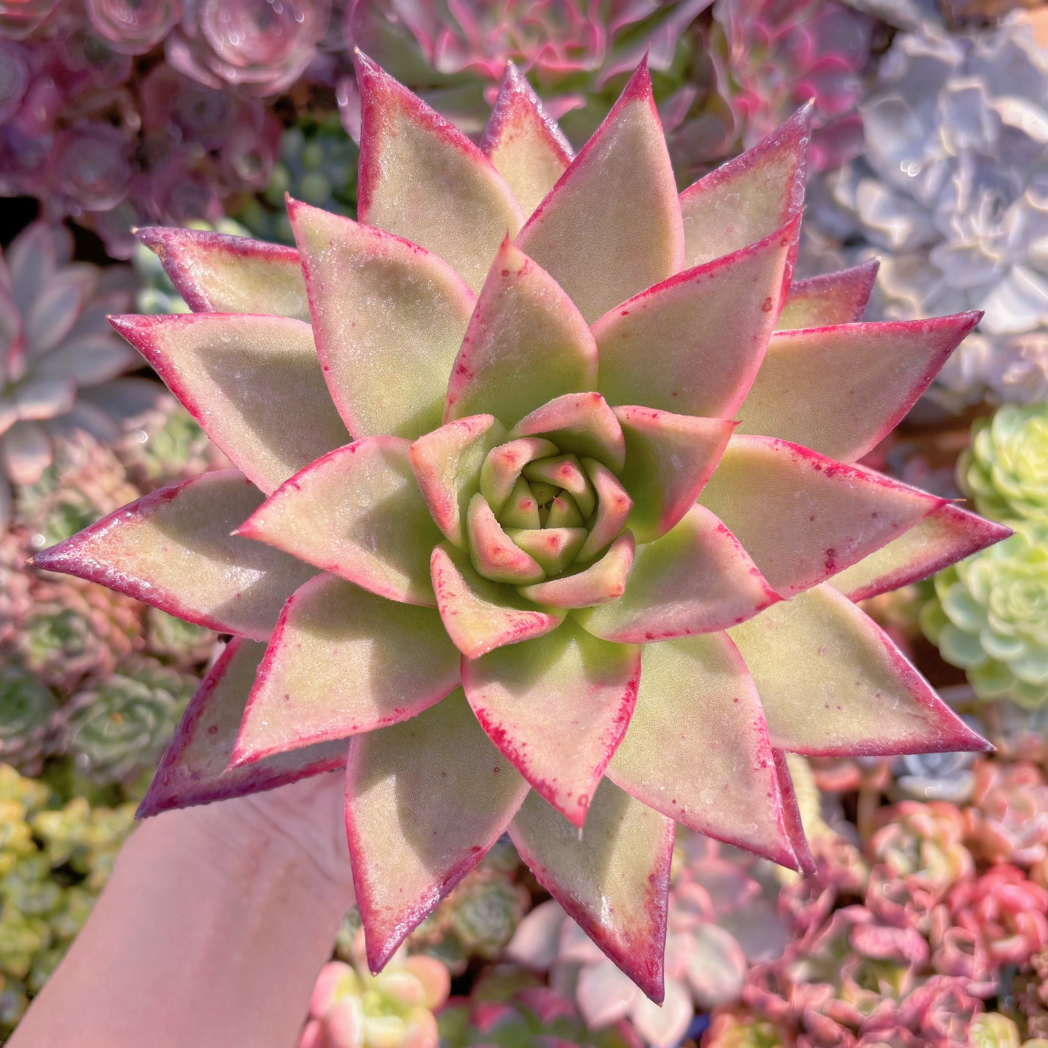 現品　黒魔王#653　特大苗　るる農園