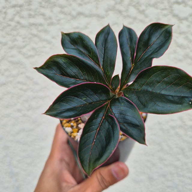 AM25 ♡レア〚 アモルフォファルス アトロビリディス 〛 Amorphophallus Atroviridis 塊根植物 コーデックス