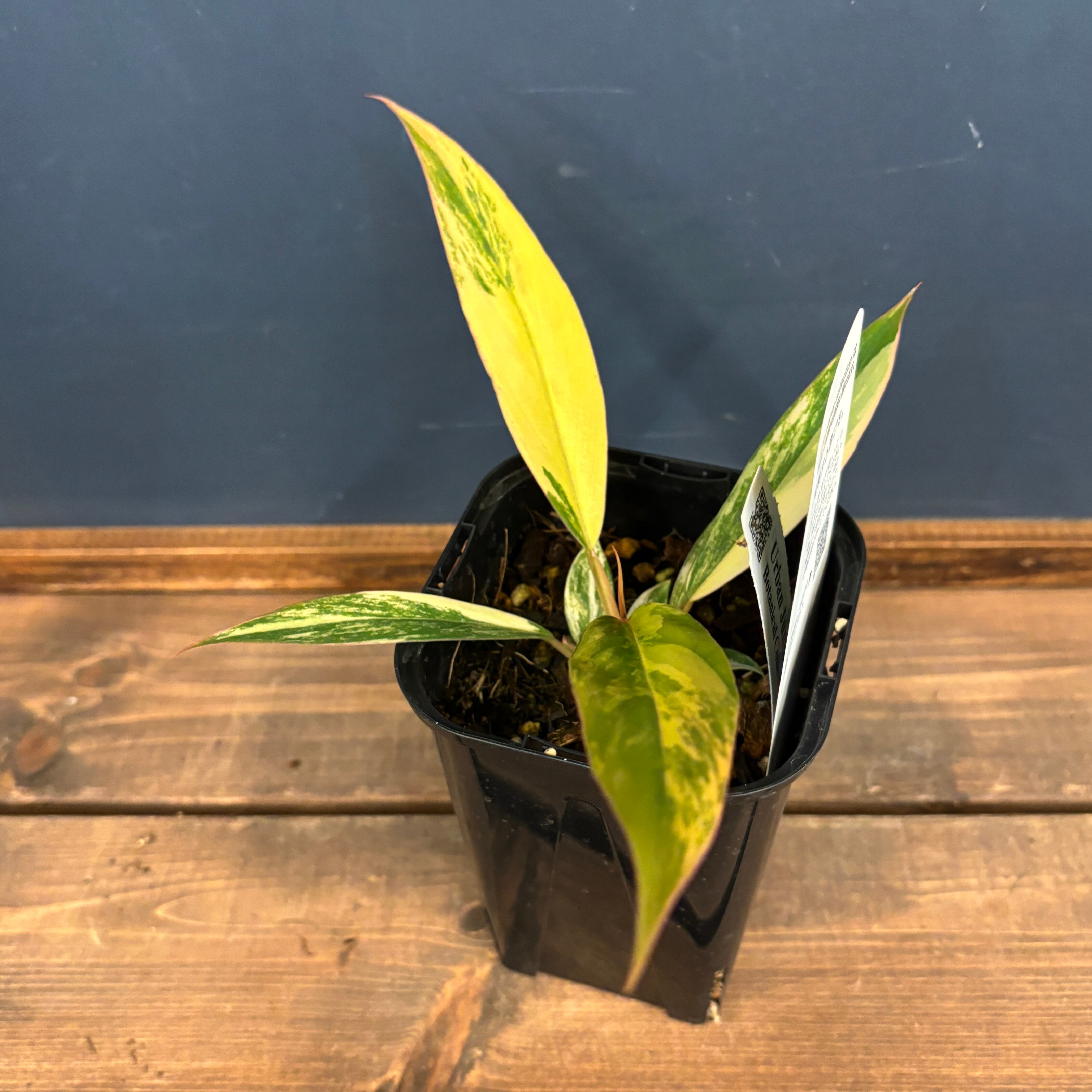 フィロデンドロン　キャラメルマーブル フィロデンドロン：キャラメルマーブル 斑入り 4号鉢植え の通販