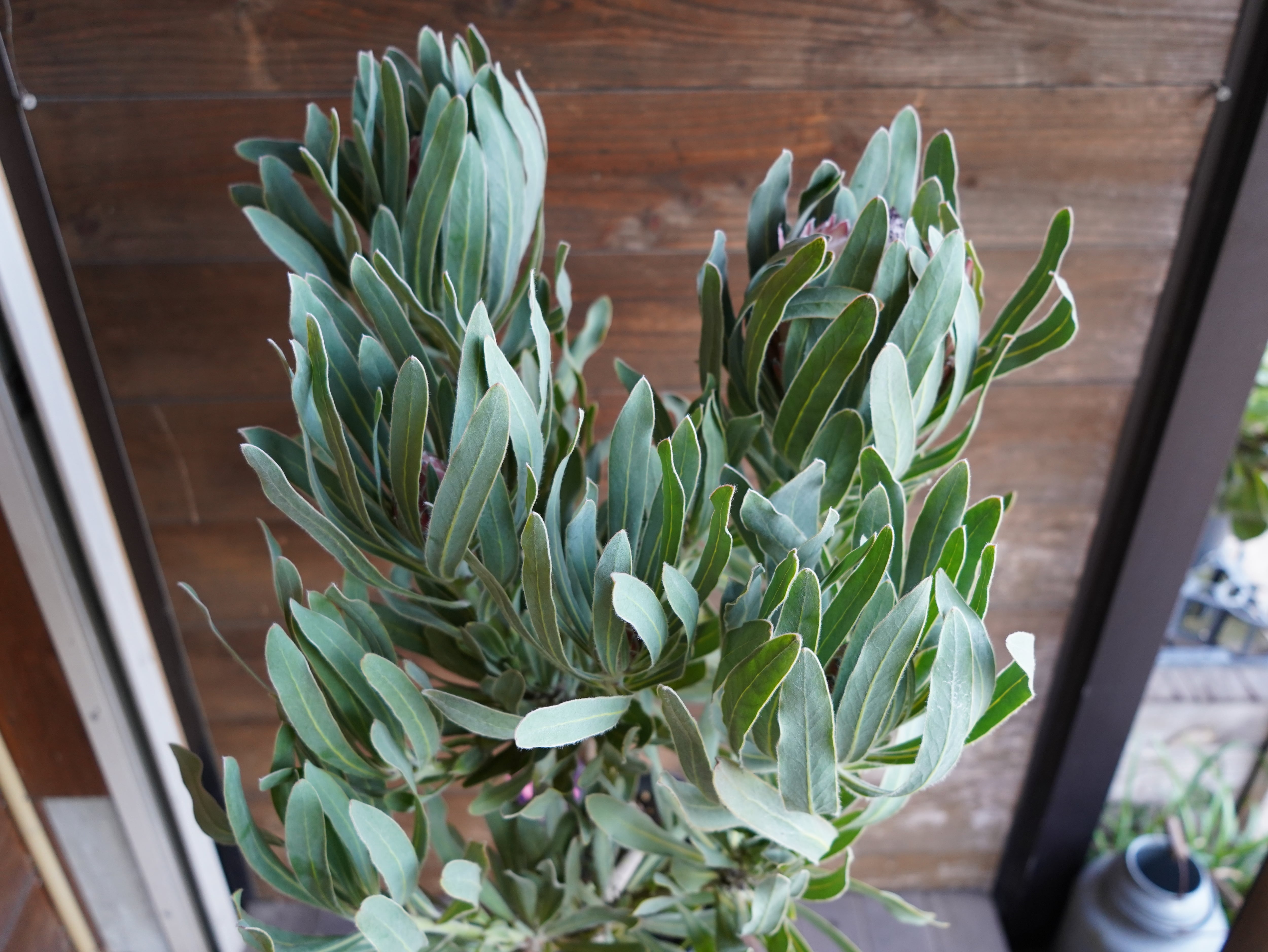 【現物】プロテア　”ポッサムマジック”