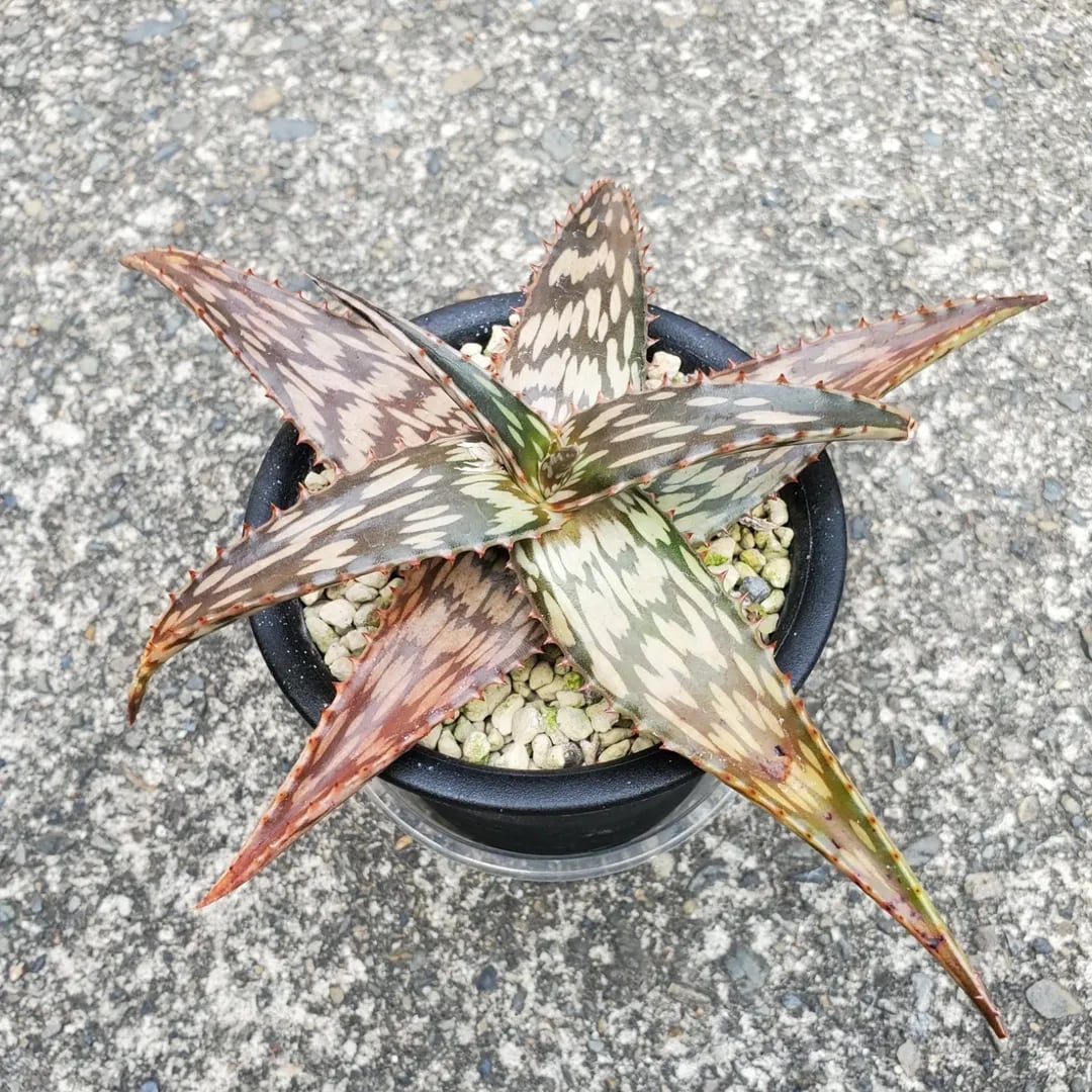 F00385_Aloe Hybrid：アロエ・ハイブリッド（子株） | レアプランツ