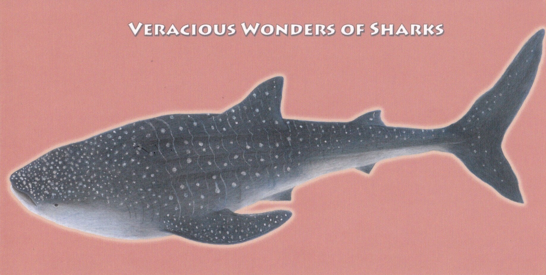 【ジンベイザメちゃん専用】 ジンベイザメちゃん専用】 【公式通販】