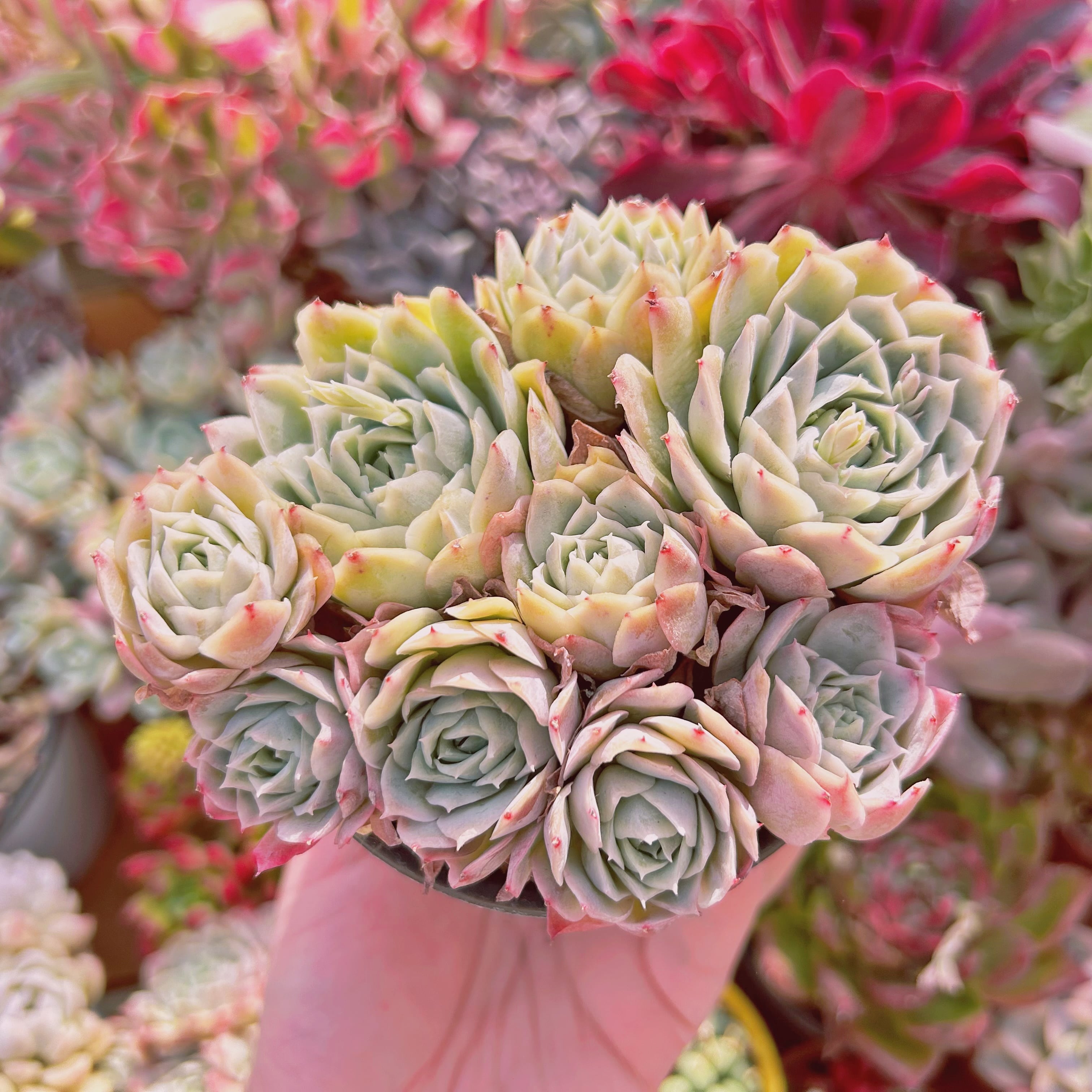 #264現物　多肉植物　Echeveria  静月　特大