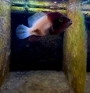 ヴィエジャ・フェネストラータス（ホワイトマーブル）