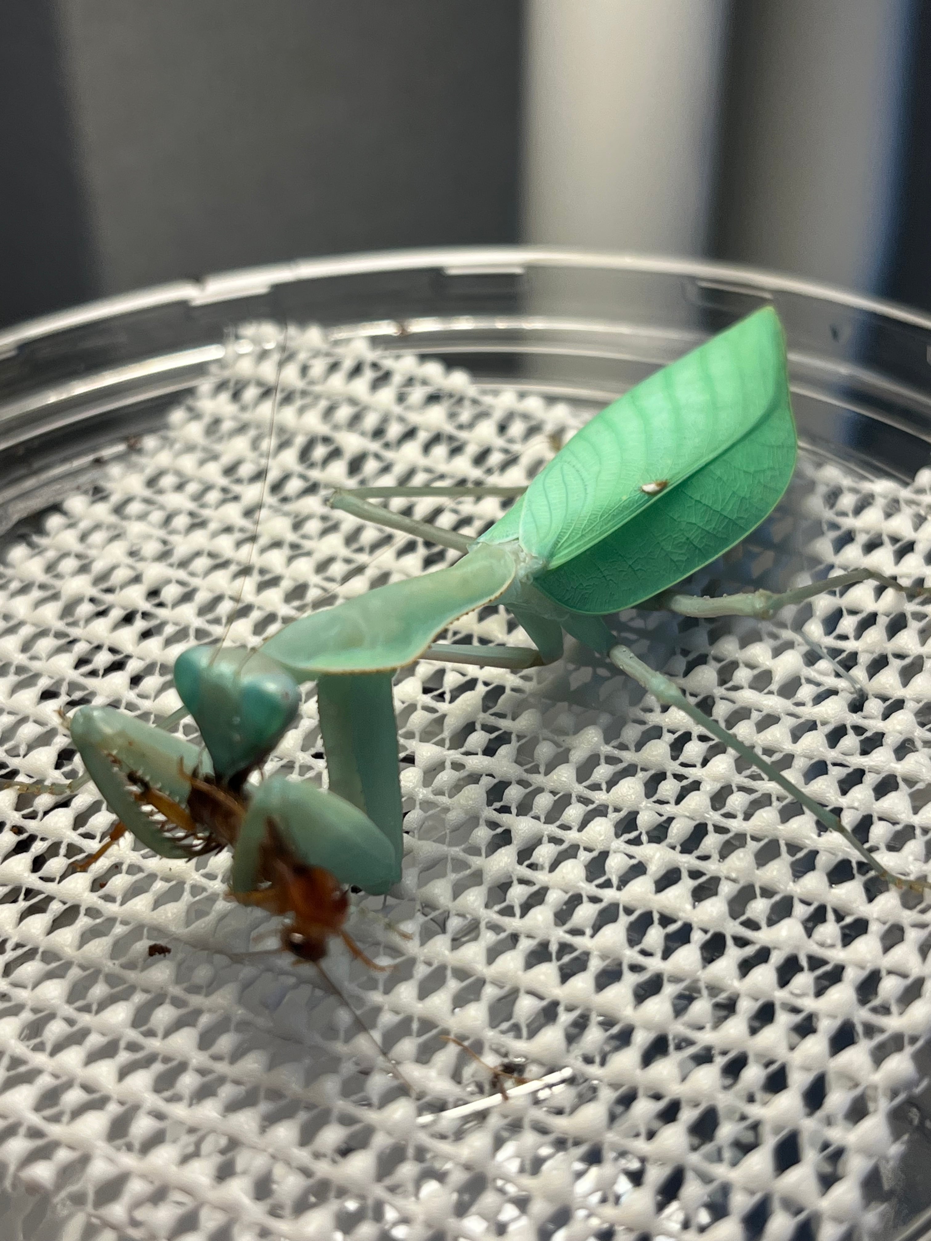 極美翡翠】コンゴグリーンマンティス生体成体♀ カマキリ いきもの大