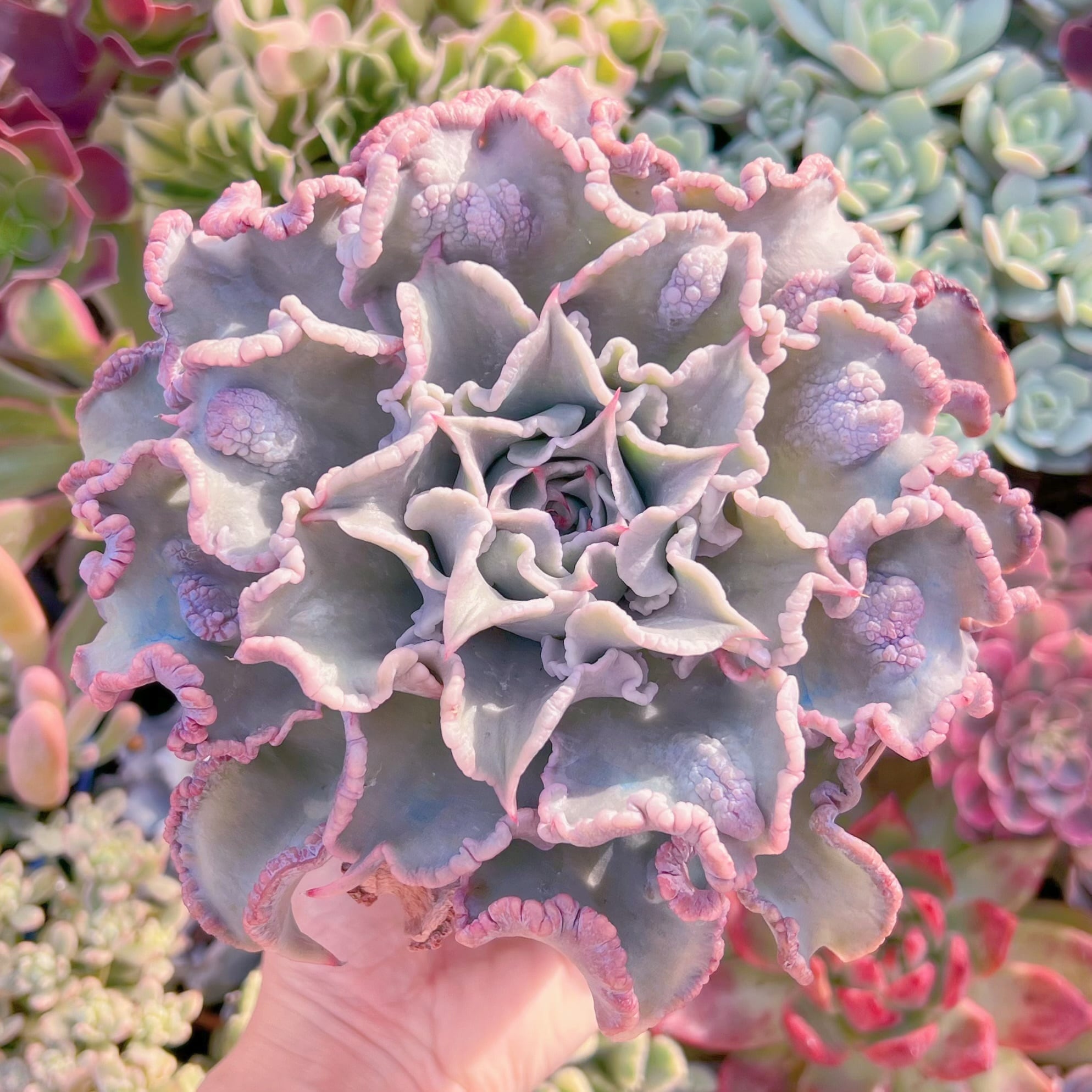 現物　コブマディバ#2023　新入荷　直径15cm大苗　るる農園