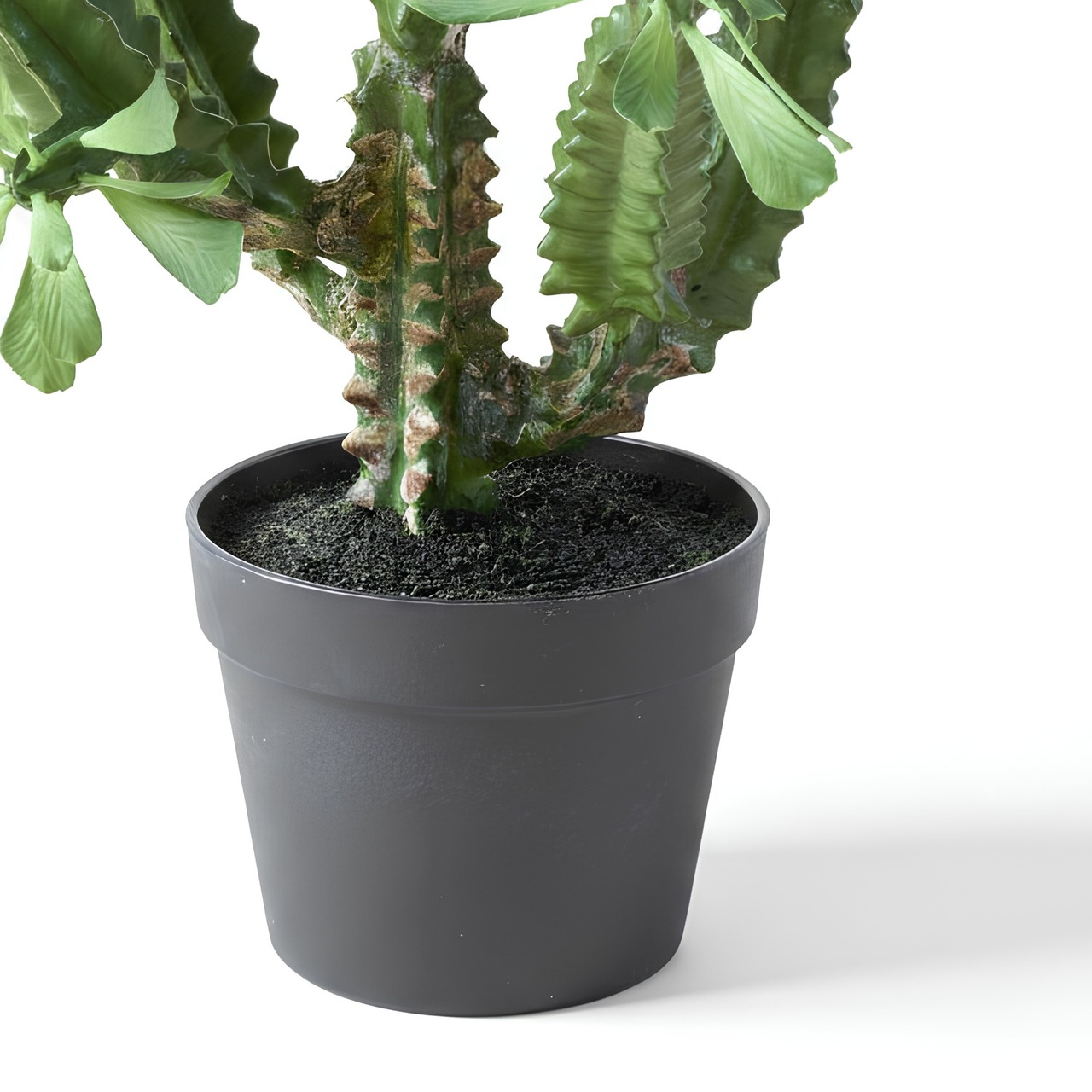 ユーフォルビアラクテア85㎝［人工観葉植物・フェイクグリーンT］