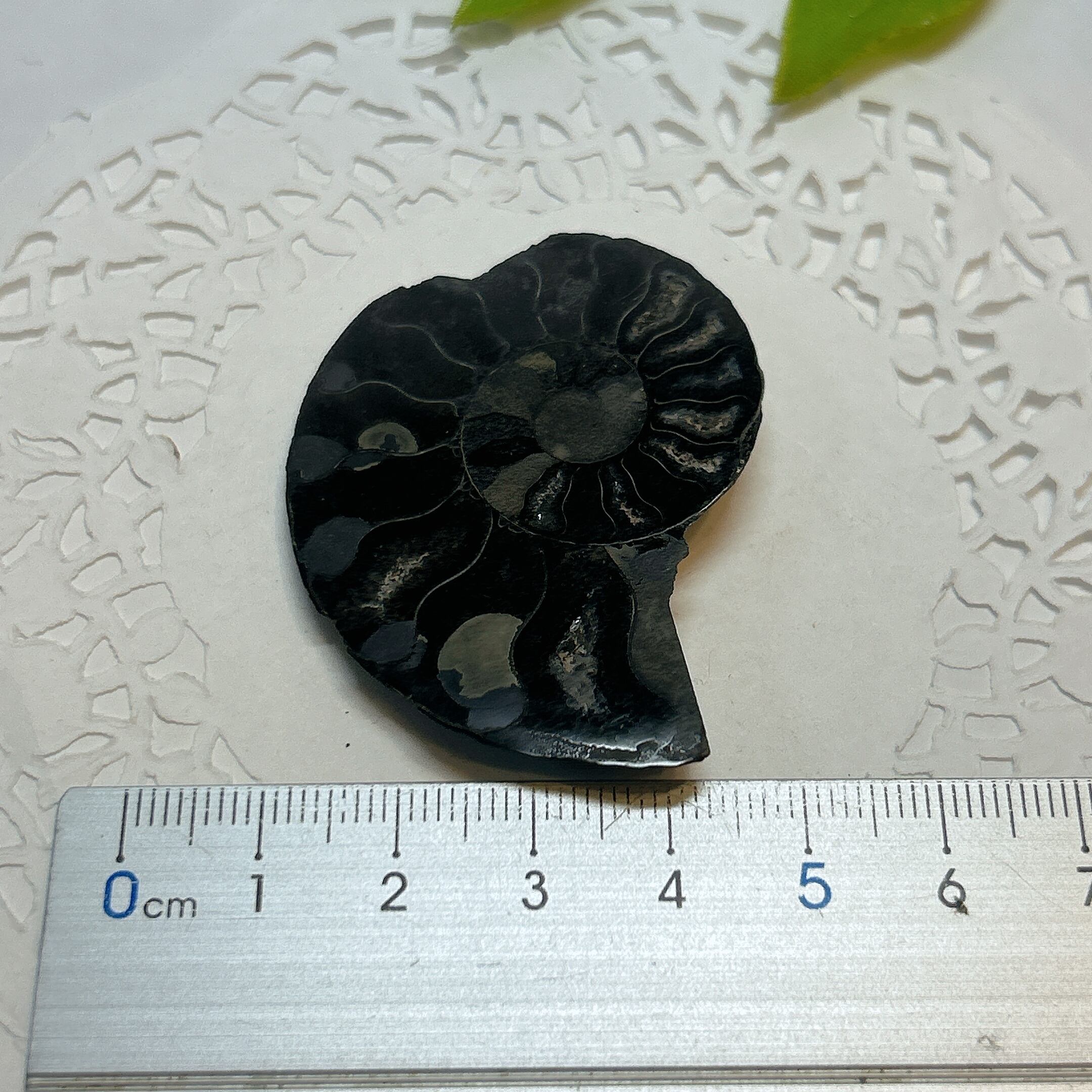 17922】ブラックアンモナイト アンモナイト 黒い マダガスカル 赤鉄鉱