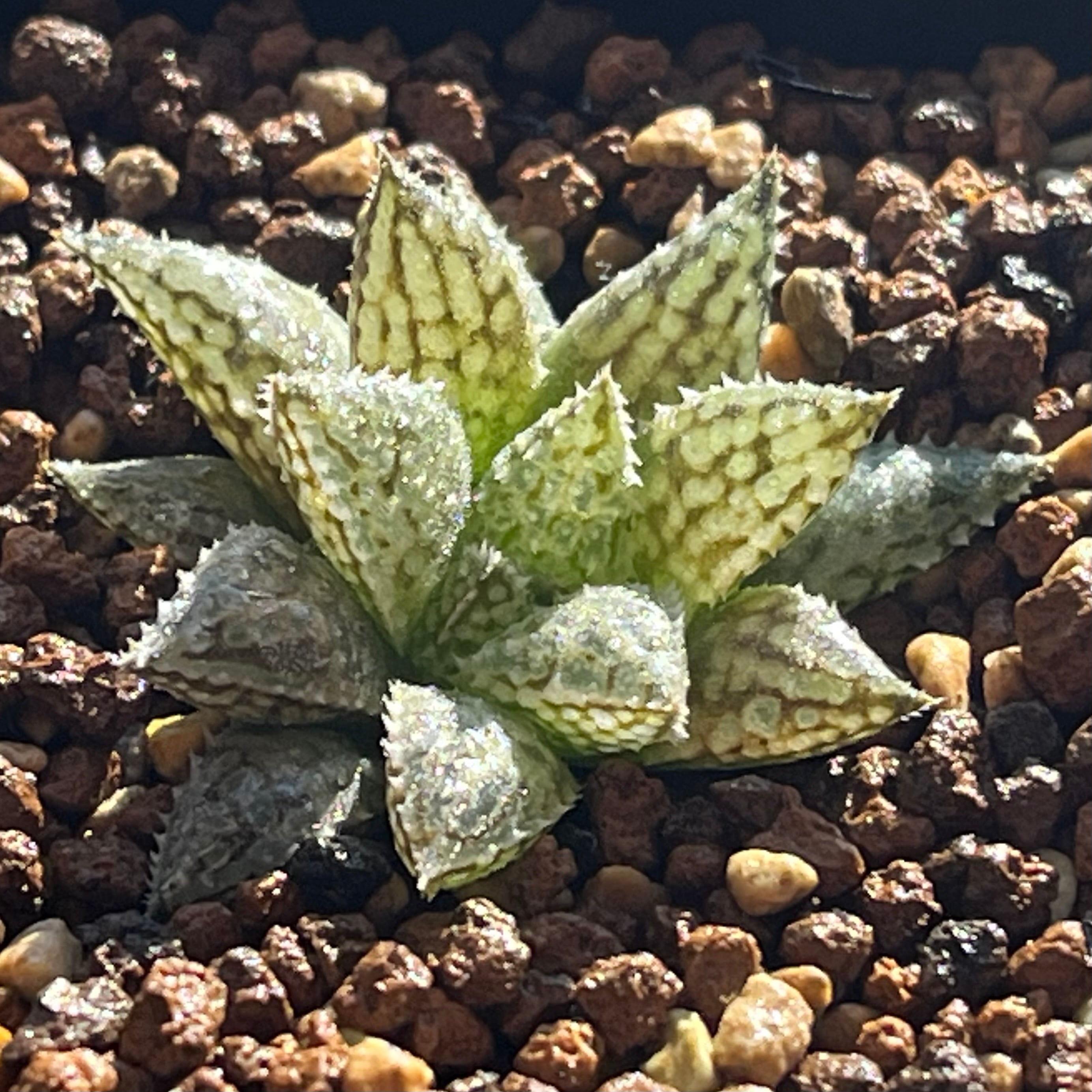 ハオルチア ピグマエアミュータント実生 特異株 | mocono_plants