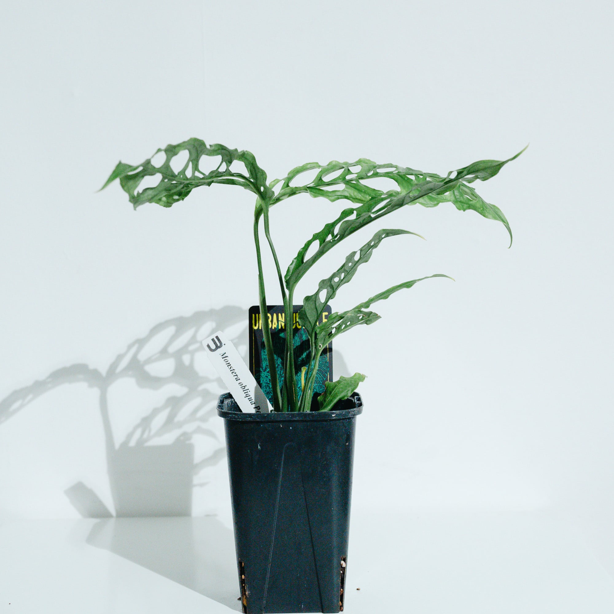 モンステラ・オブリクア・ペルー（Monstera obliqua 'Peru'）_250824