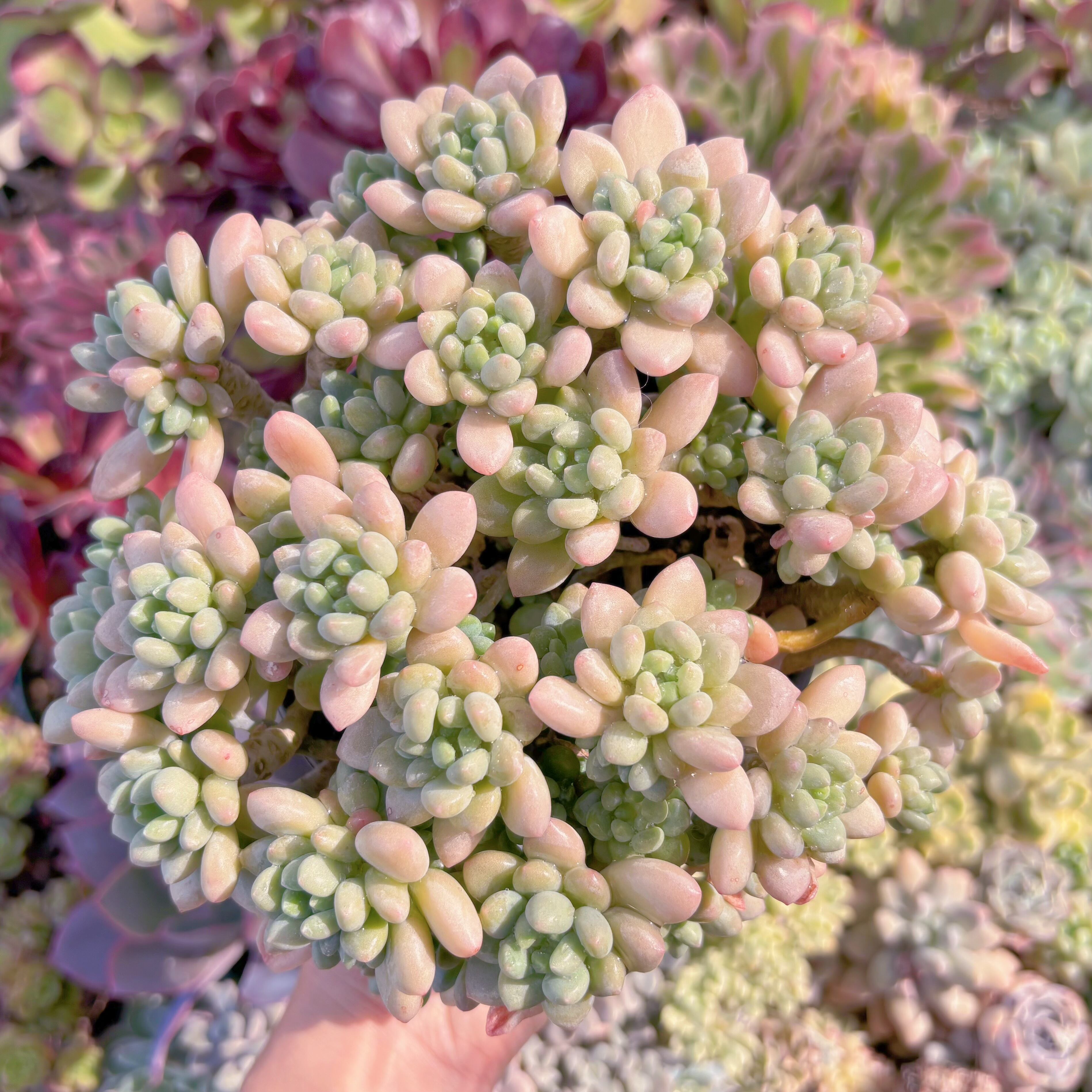 現品　ロココ#1166　特大22cm    るる農園