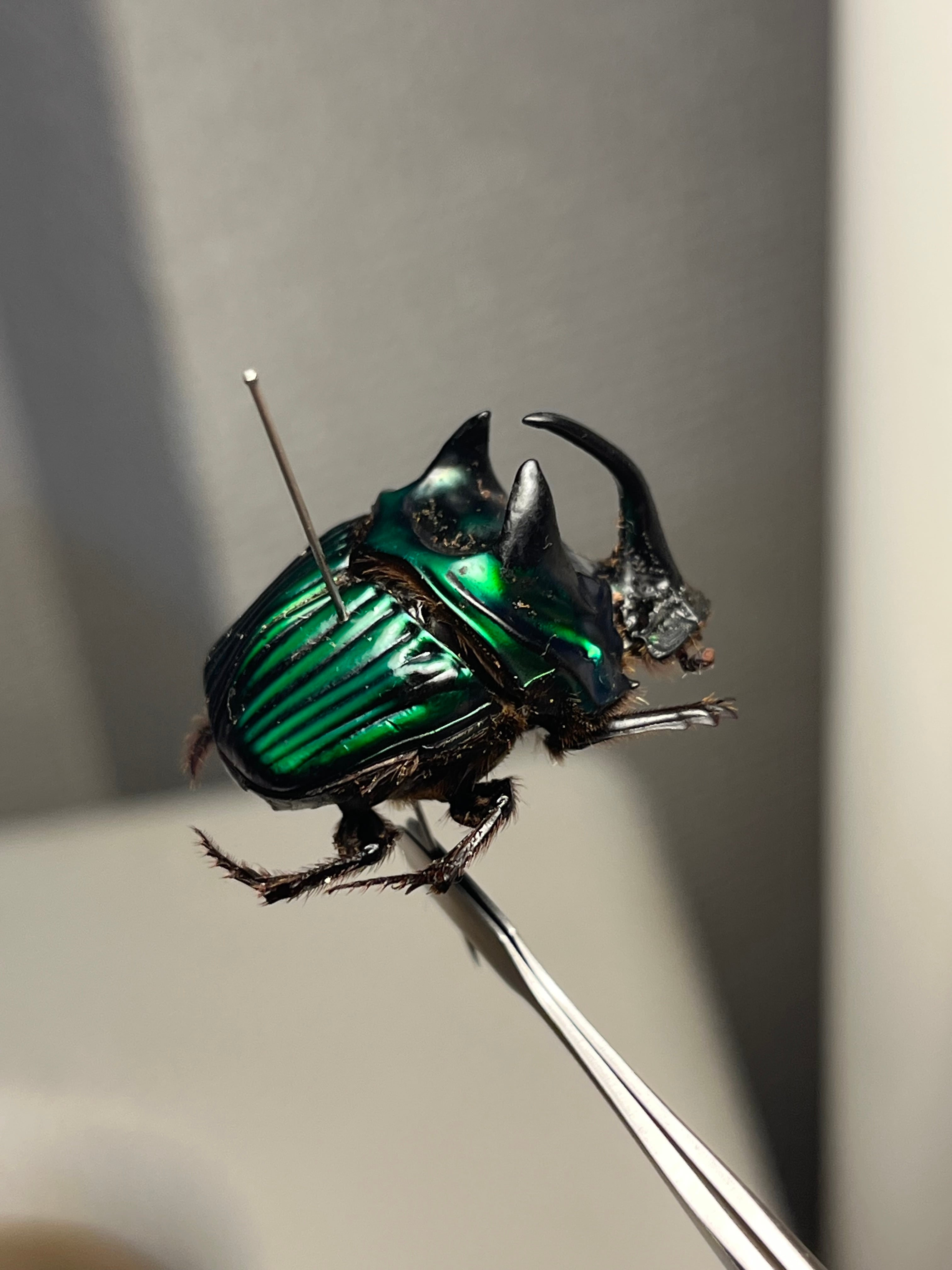 26mm♂】ミドリツヤダイコクコガネ フンチュウ糞虫昆虫標本甲虫