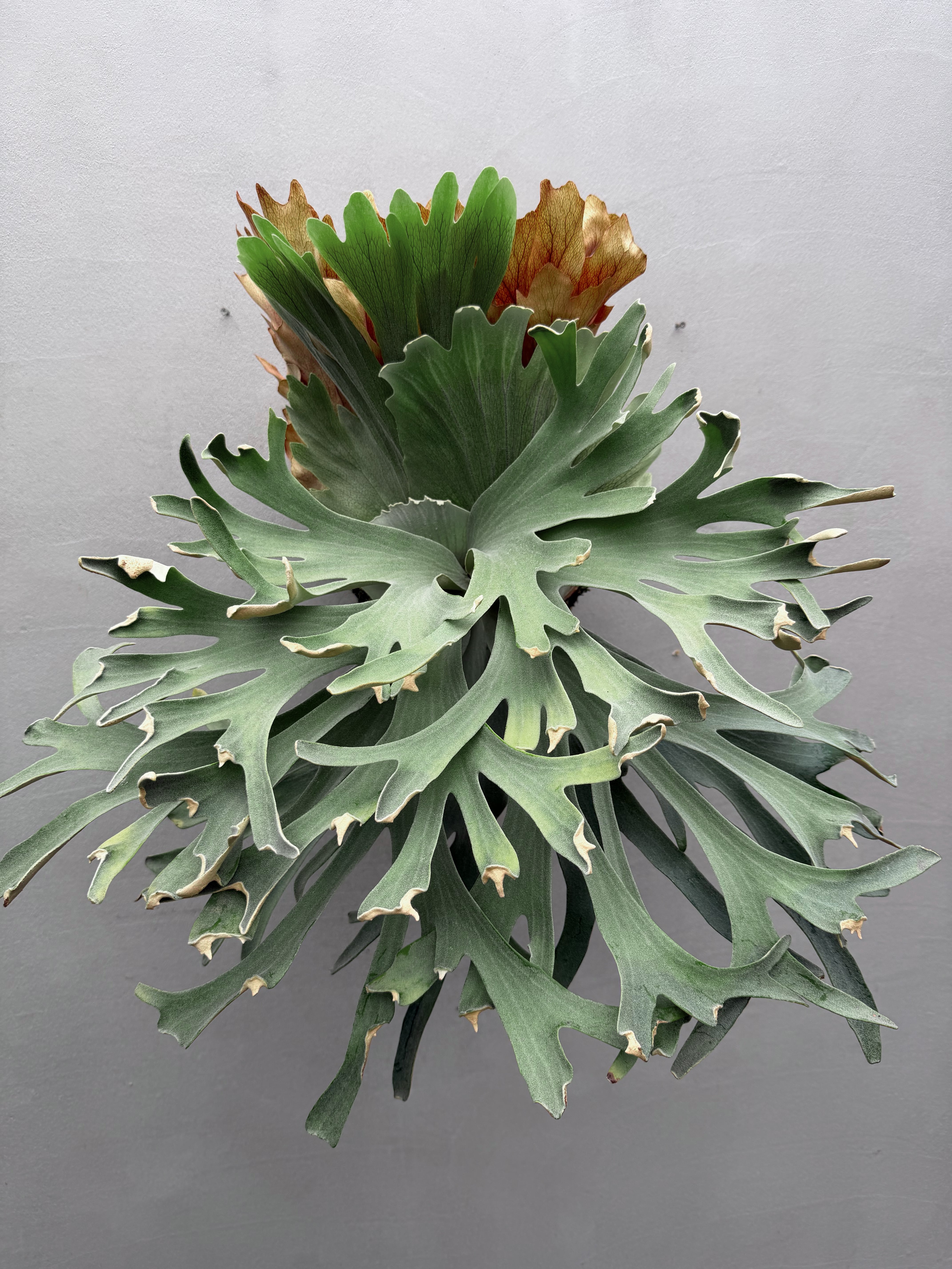 Platycerium_ビカクシダ | vandaka plants