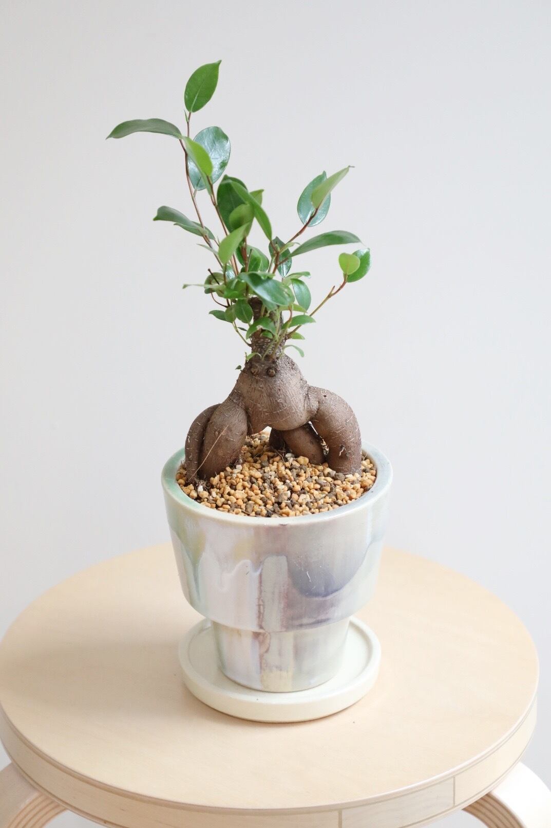 M】ガジュマル/Ficus microcarpa | 【厳選植物・器】MIDORI DOUMEI 翠