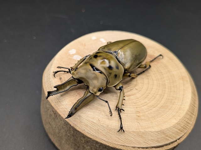 モセリオウゴンオニ　トリオ　♂65ｍｍ♀45ｍｍ♀44ｍｍ