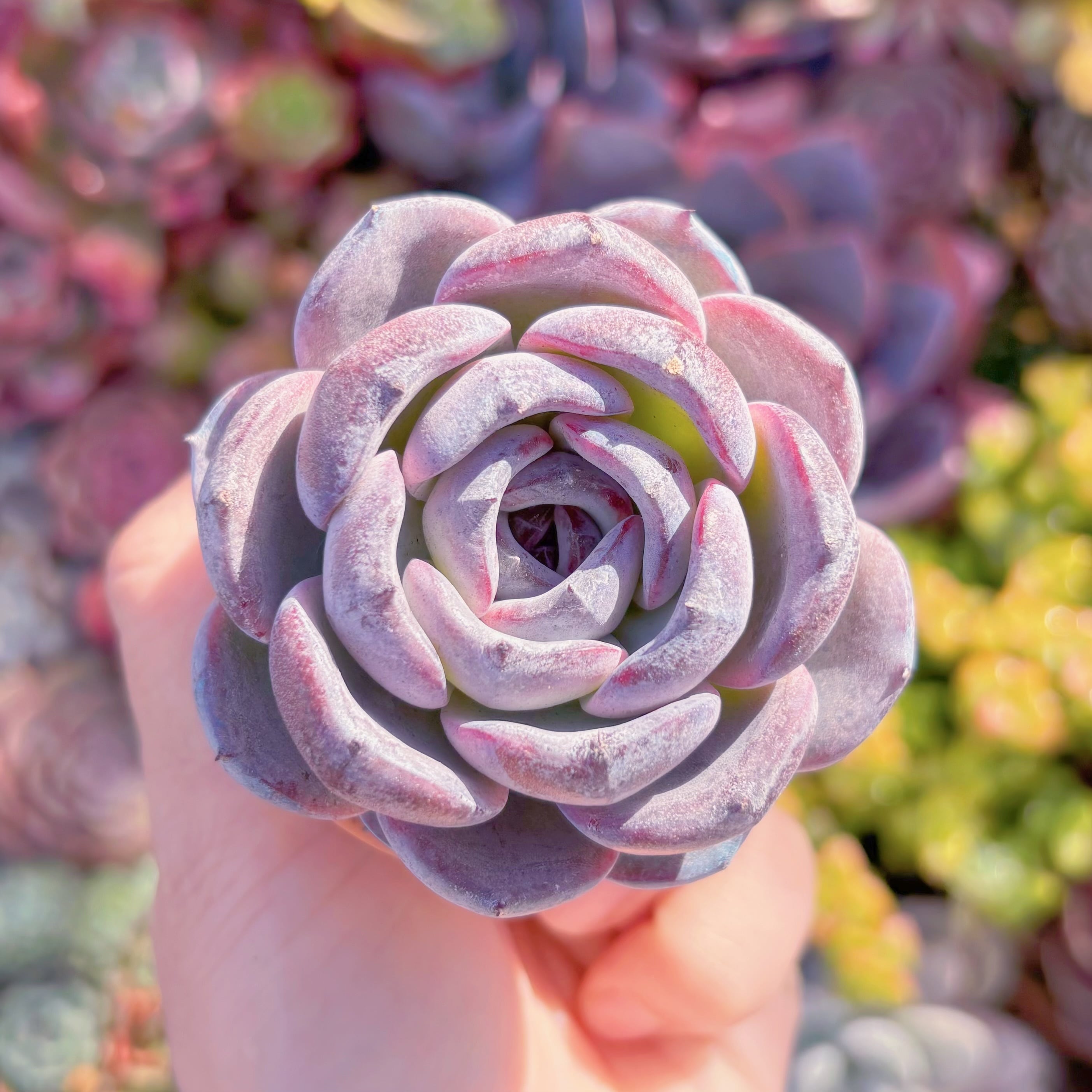 多肉植物　新品種　黒橙　新入荷　るる農園