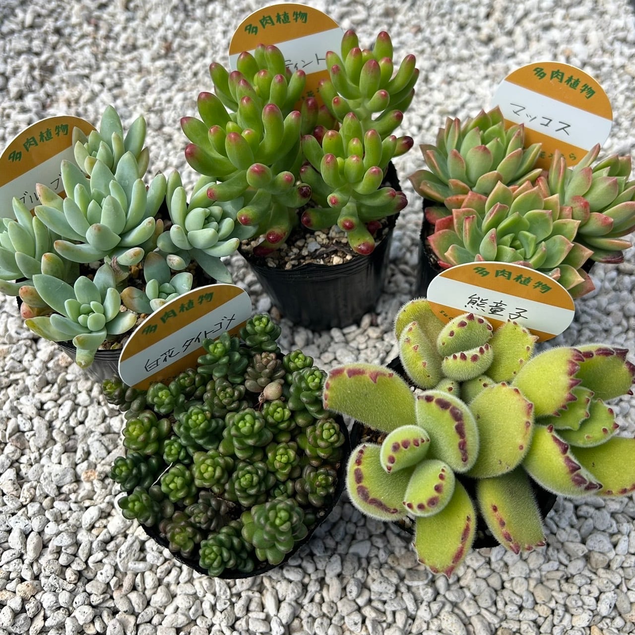 ALL ITEM | Succulent 花うらら 〜多肉植物