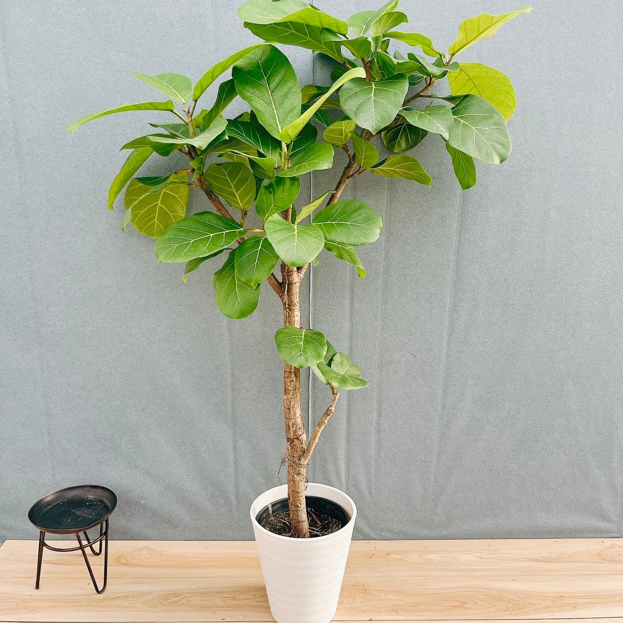 現品］【希少】44番 フィカス アフリカンプリンス 8号 観葉植物 室内