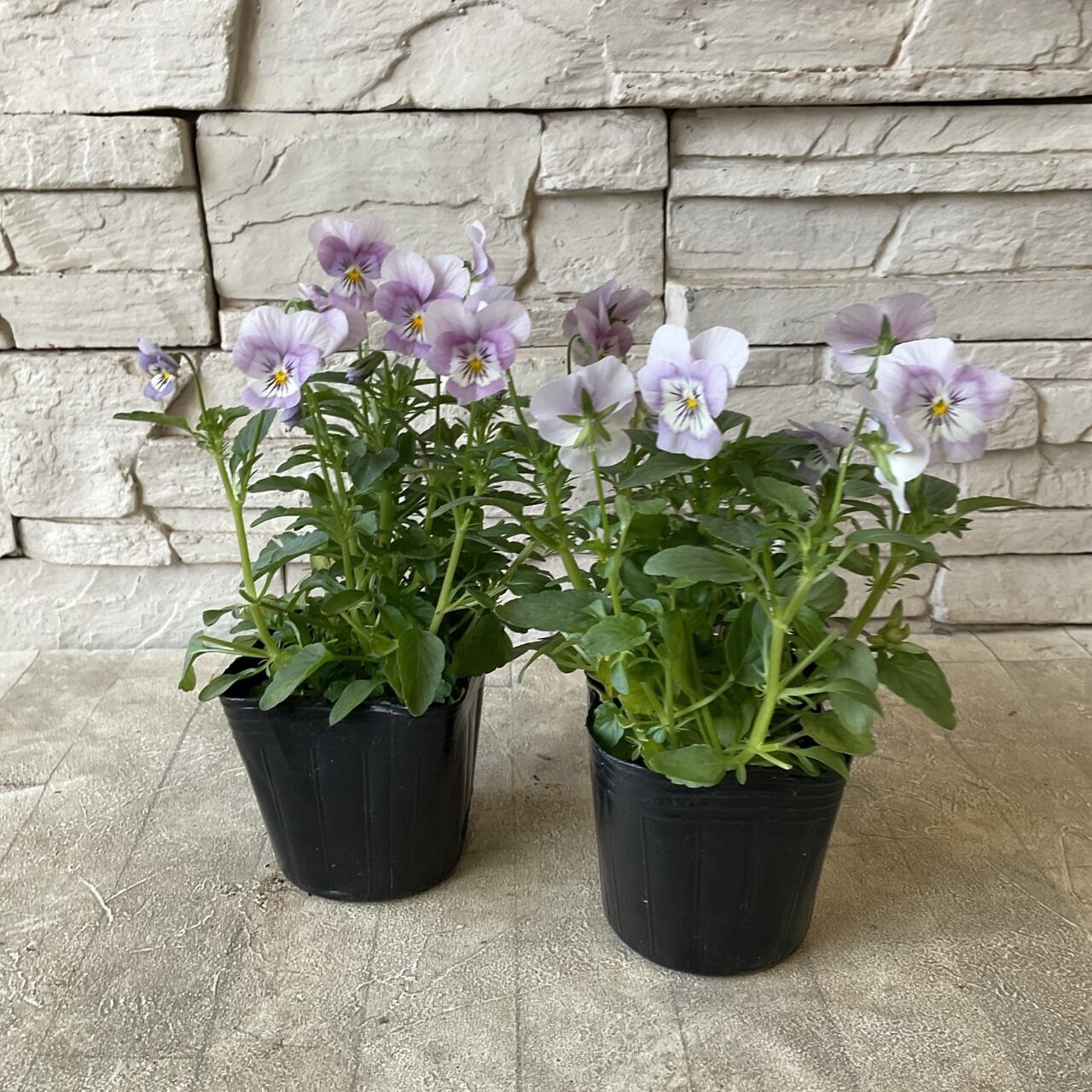 ビオラ 薄い紫 3寸ポット | 橋本種苗園