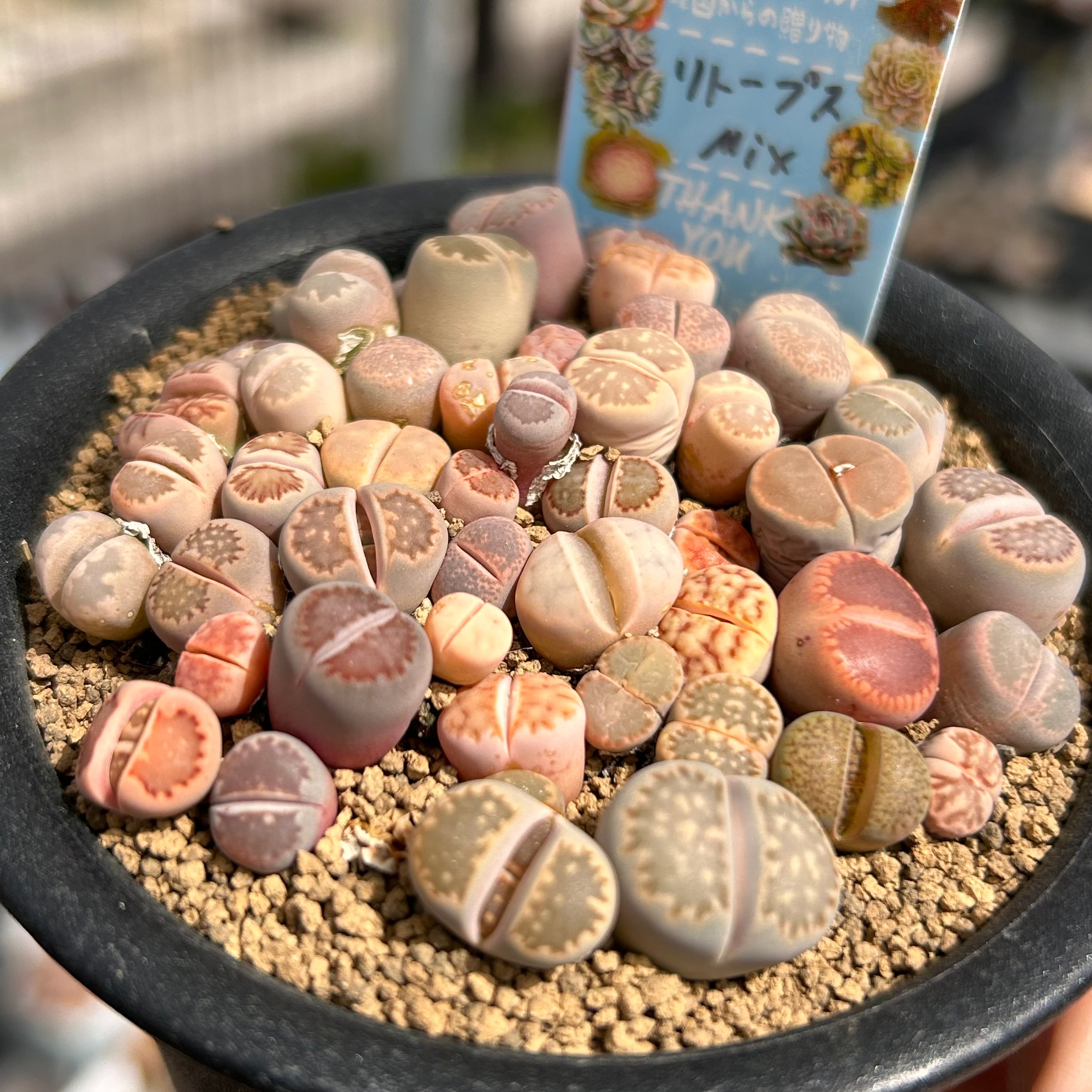 もりもりリトープスBaby群生 | RuPo 多肉植物専門店