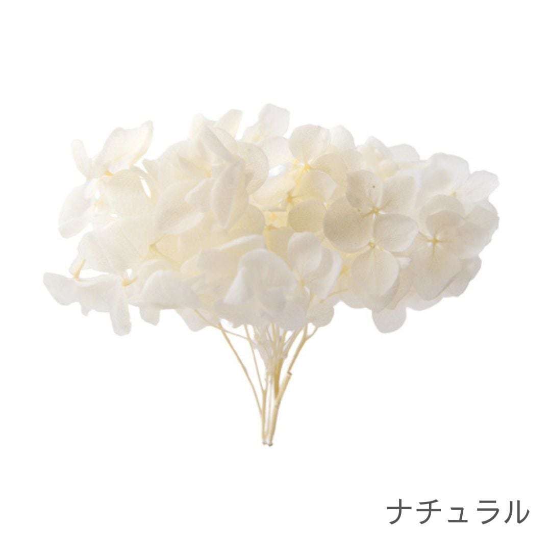 アナベルさん アナベル SP | ＋FLOWER・プラスフラワー・プリザーブドフラワーの