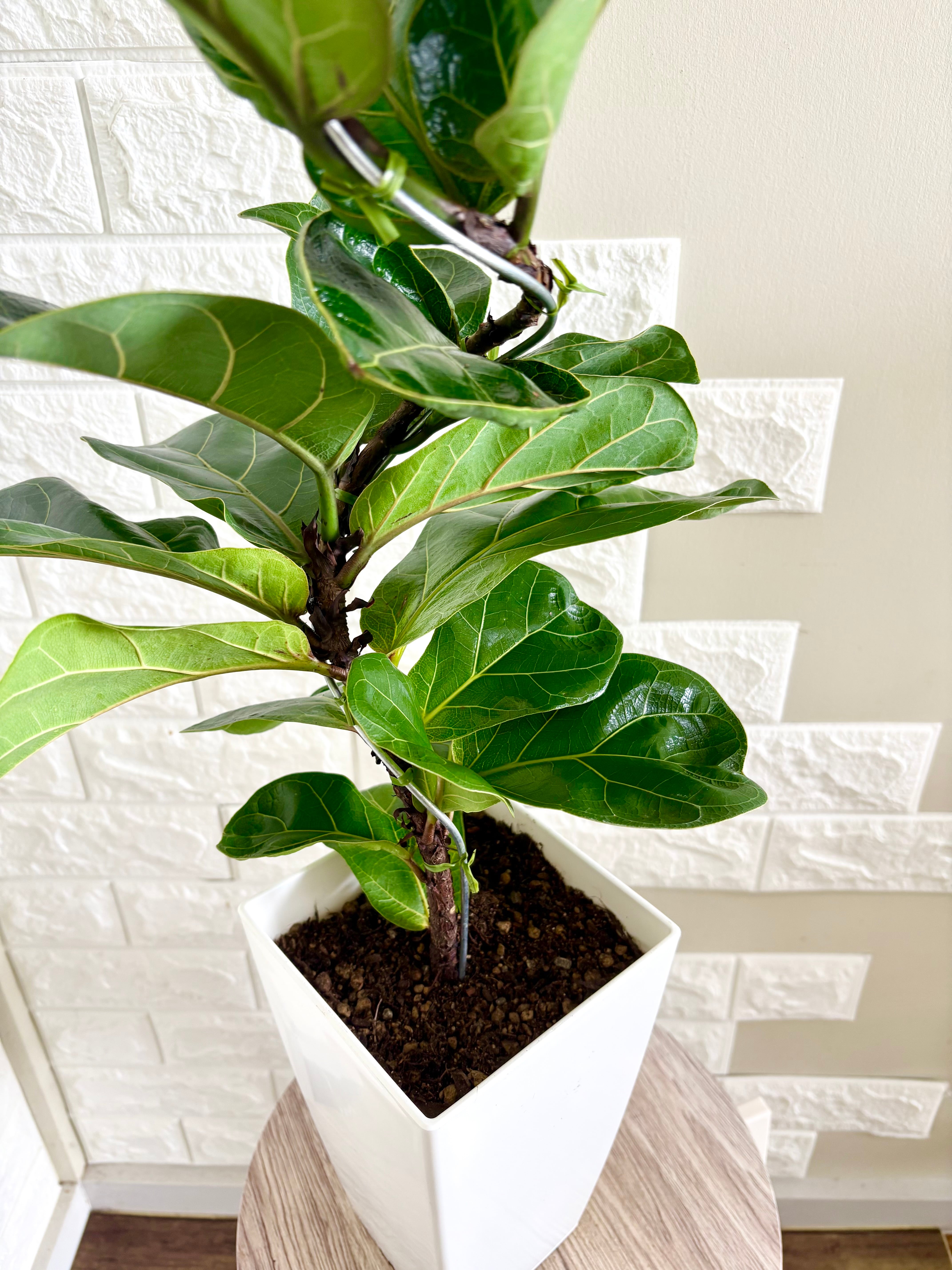 現品】フィカスバンビーノ 曲がり樹形 6号鉢 観葉植物 | 観葉植物のお