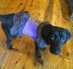 わんこ服大型犬LL "明るい紫色のストレッチ布とシックな襟＆スカートのワンピ”F-2