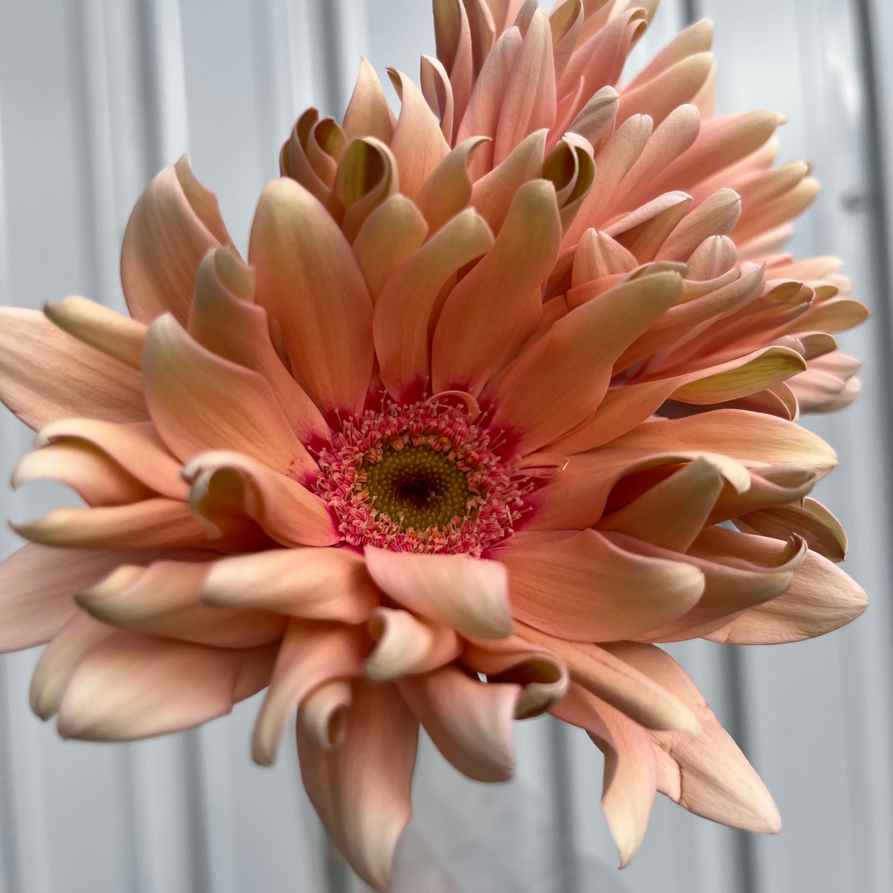 大輪ガーベラ パスタロサート 10本 | 新鮮お花問屋 Jp-Farmers.com