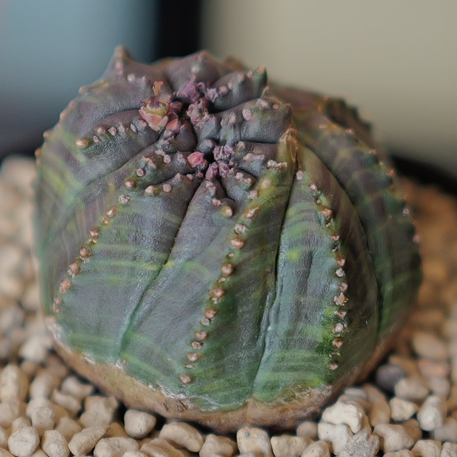 モンスト 捻じれ マイクロ オベサ / ユーフォルビア