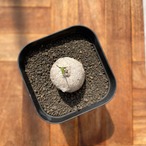 Ipomoea cairica【イポメア・カイリカ】