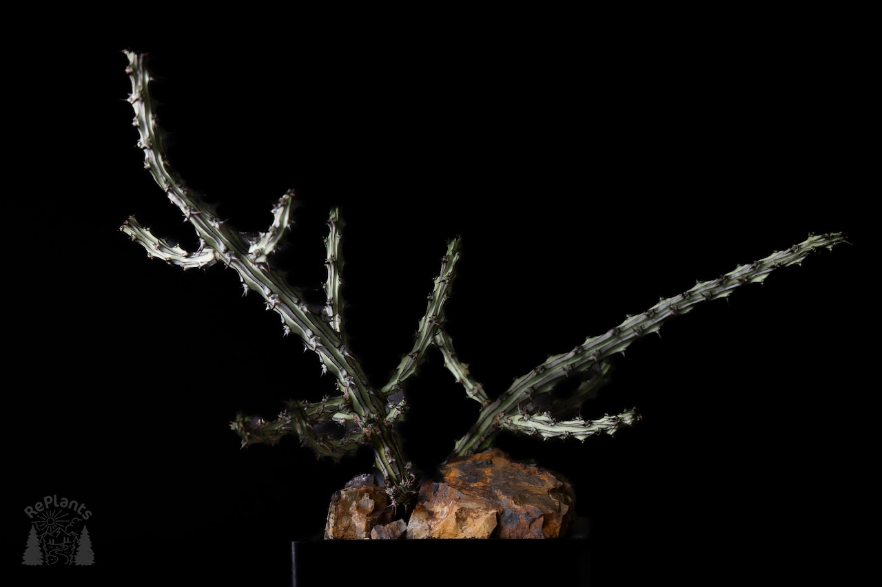 Habitat Style Euphorbia somaliahordio