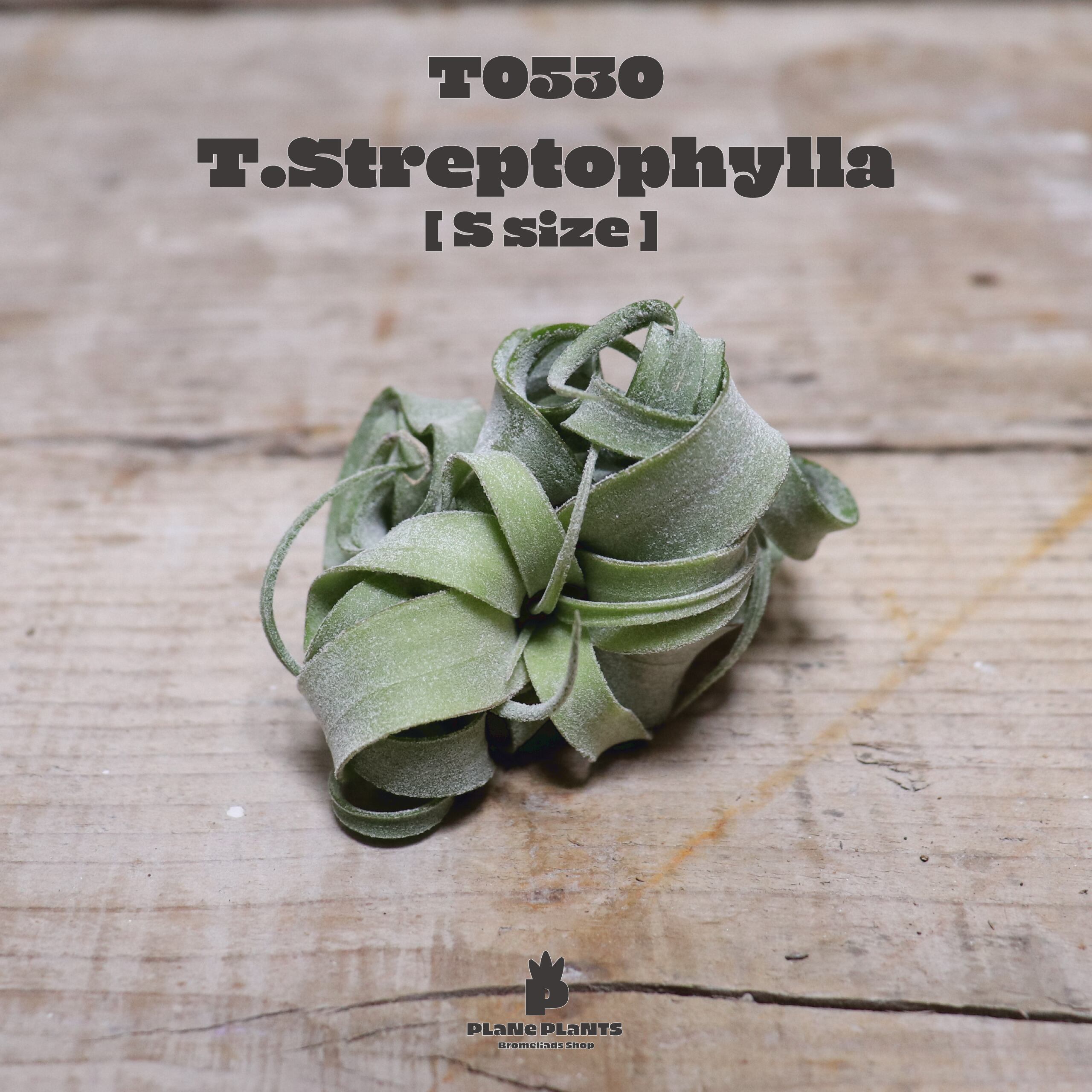 【送料無料】ストレプトフィラS〔エアプランツ〕現品発送T0530