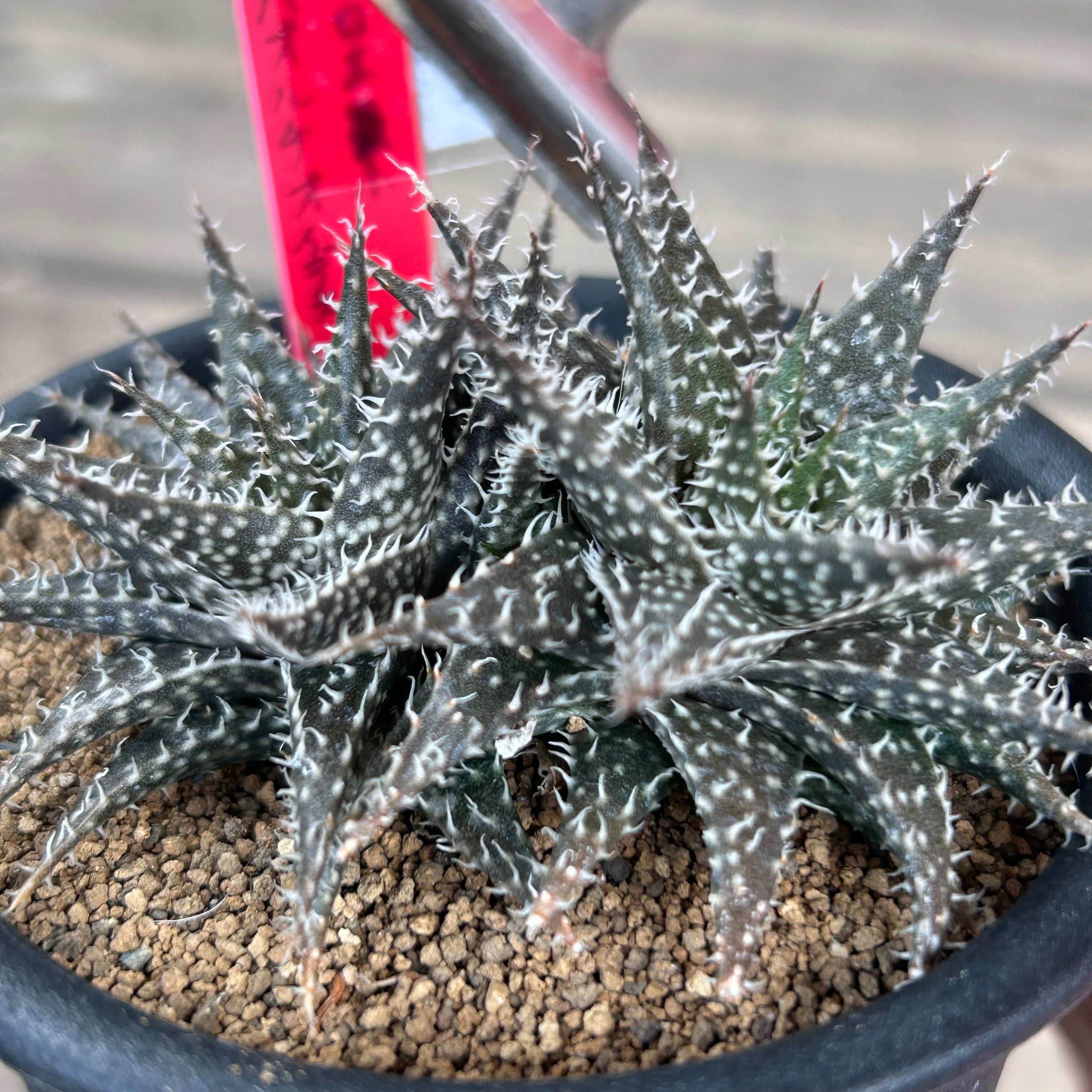 ハオルチオイデス アロエ | RuPo 多肉植物専門店