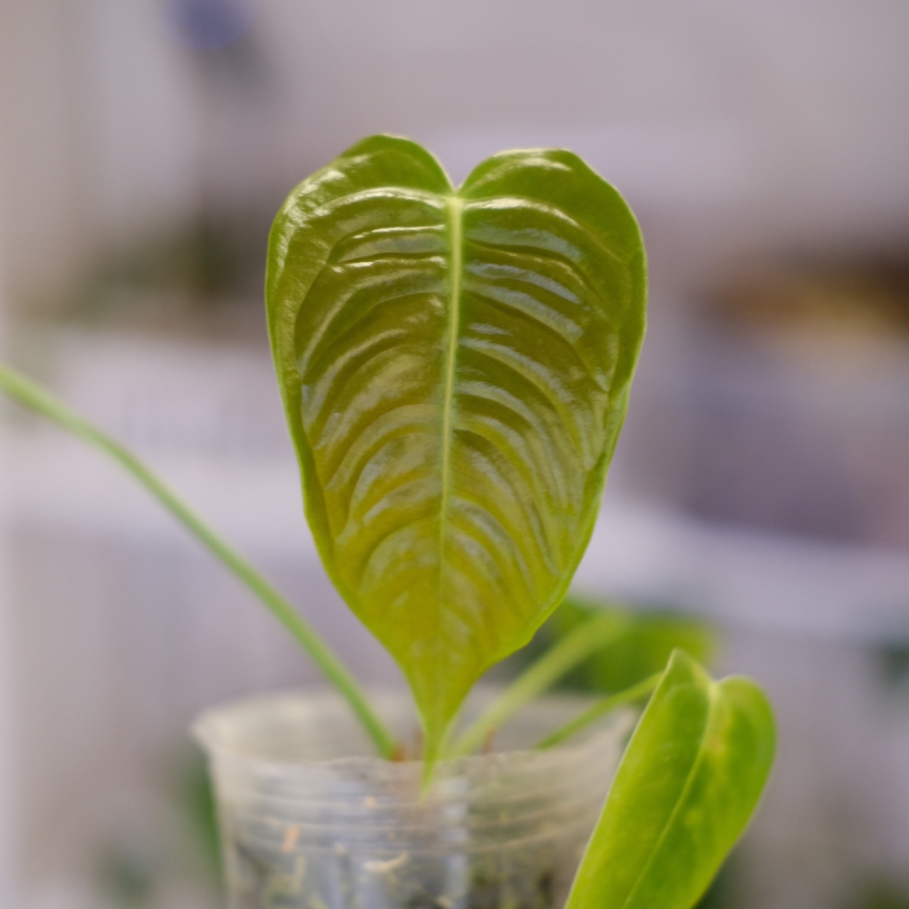 アンスリウム・ベイチー / Anthurium Veitchii / 観葉植物⑮