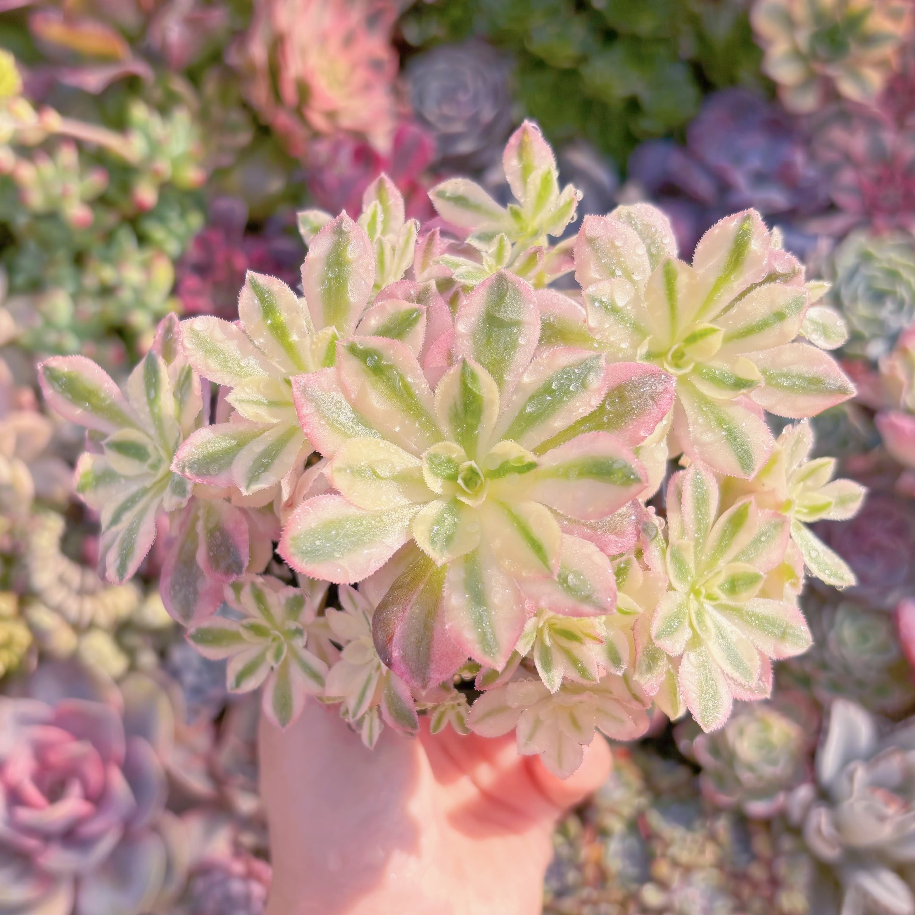 現品　美姫#K005　大群生　新入荷　るる農園