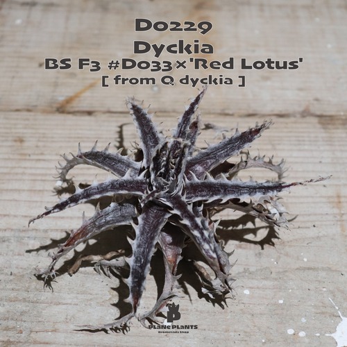 【送料無料】'BS' F3 #D033×'Red Lotus'《ベアルート株》〔ディッキア〕現品発送D0229