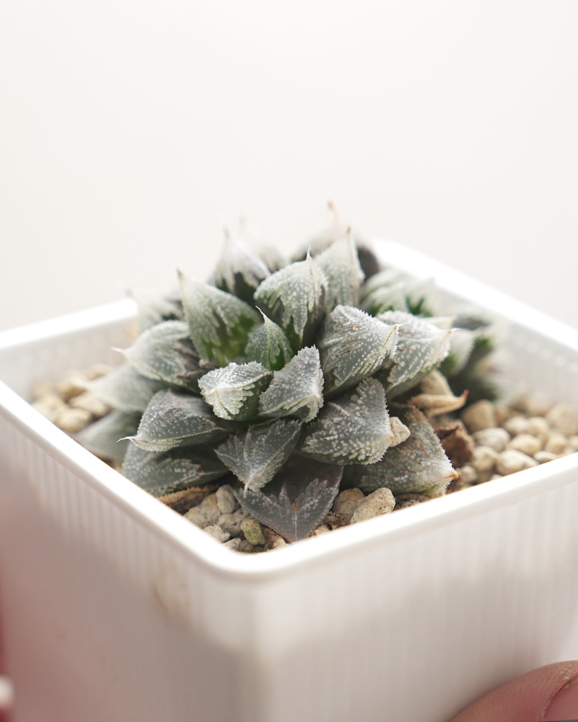 人気種・普及種 | PUKUBOOK SUCCULENTS