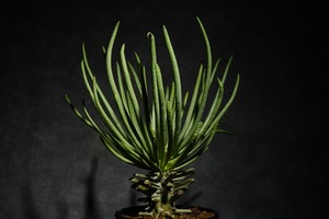 チレコドン ワリチー