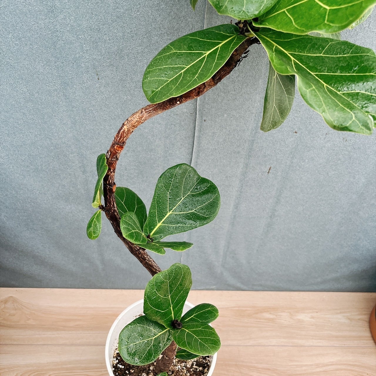 ［現品］3番　カシワバゴムノキ　フィカス　リラータ　曲がり　7号　観葉植物　室内 現品］13番 カシワバゴムノキ フィカス リラータ 曲がり 7号 観葉植物