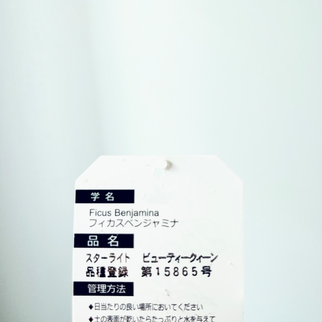 ◎すぐ飾れる フィカス ベンジャミン スターライト ビューティークイーン 編み込み calm cafe