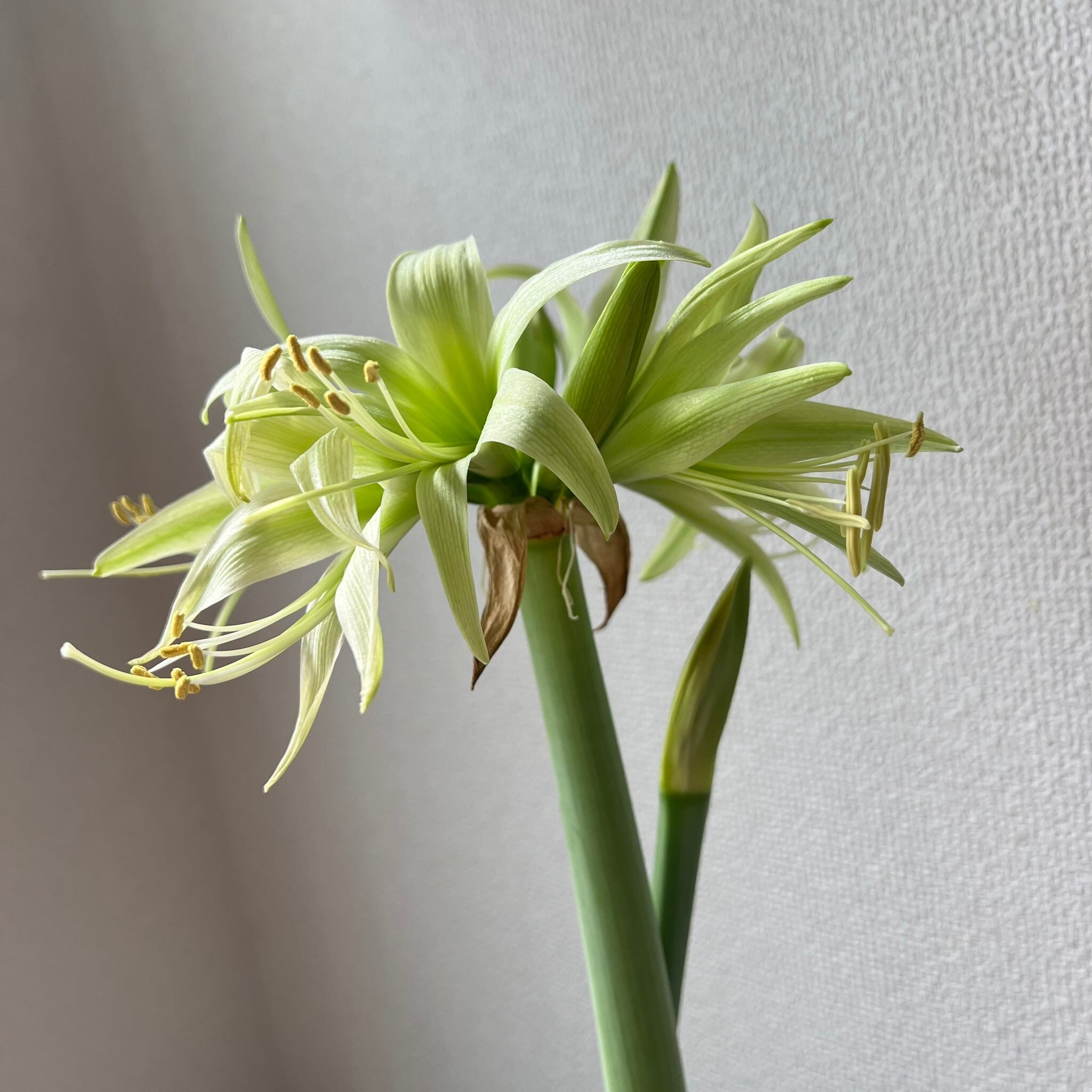 マジックアマリリスの球根 6品種【水なしで開花する球根植物】 | UEKITO